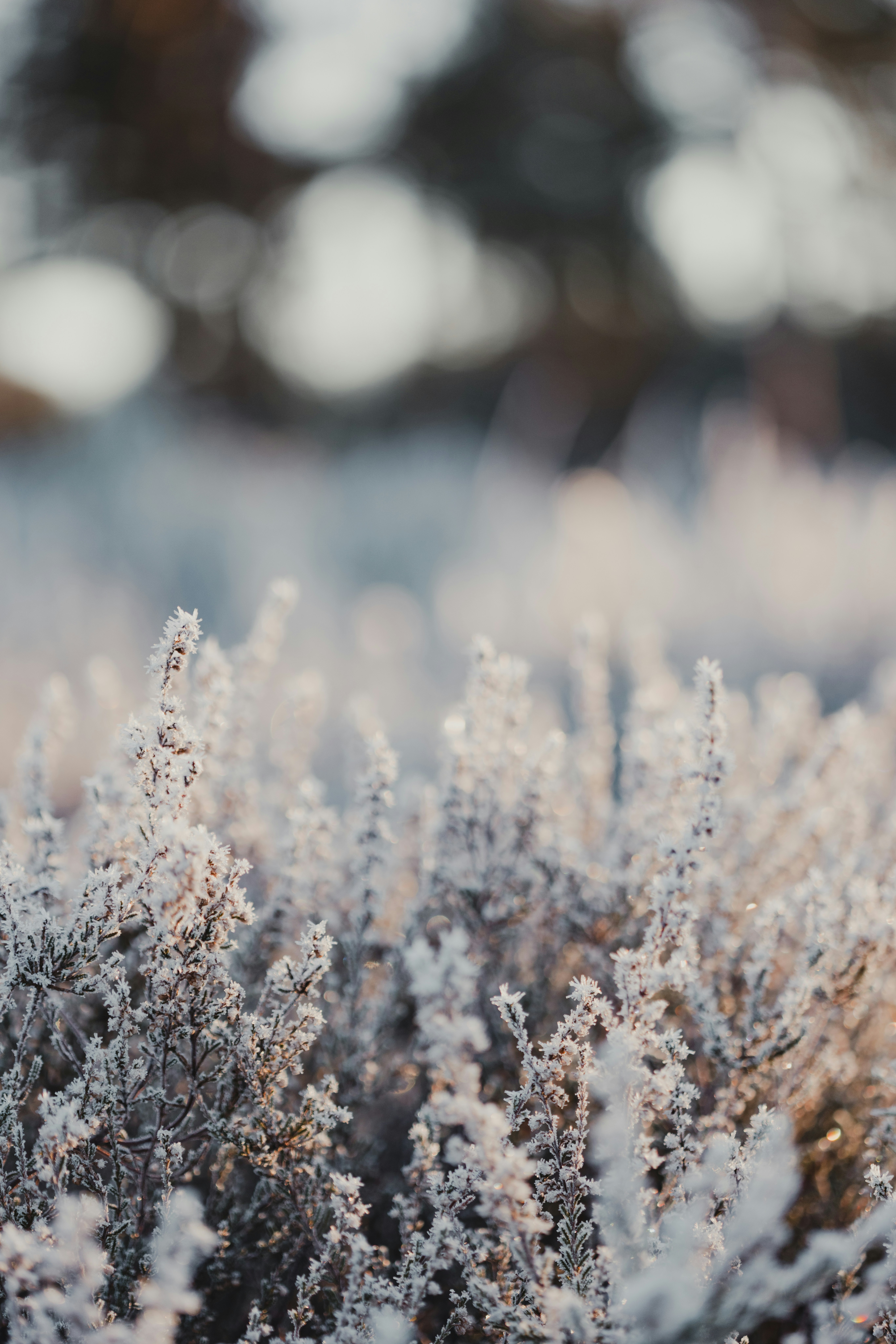 Photo by anniespratt