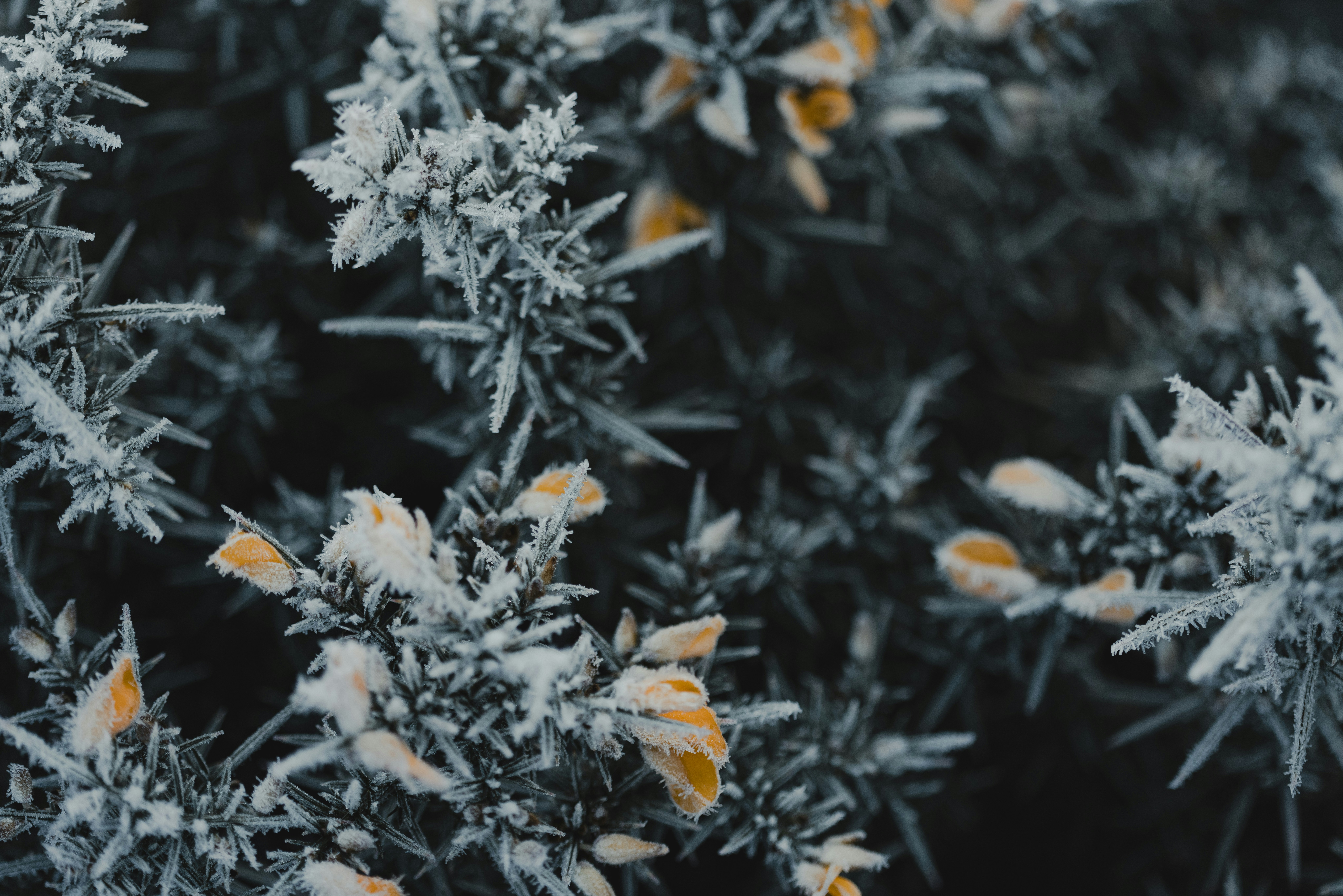 Photo by anniespratt