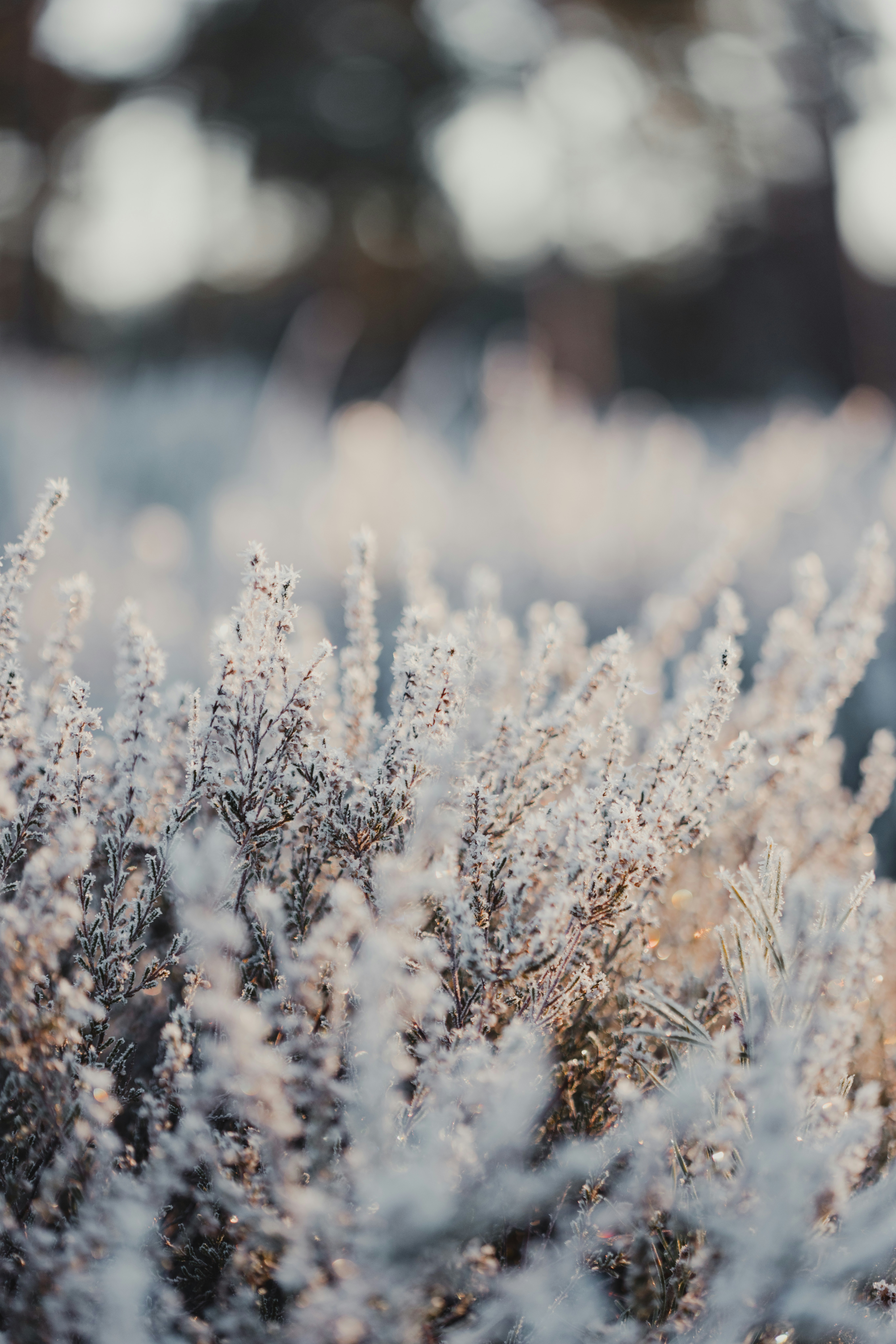 Photo by anniespratt