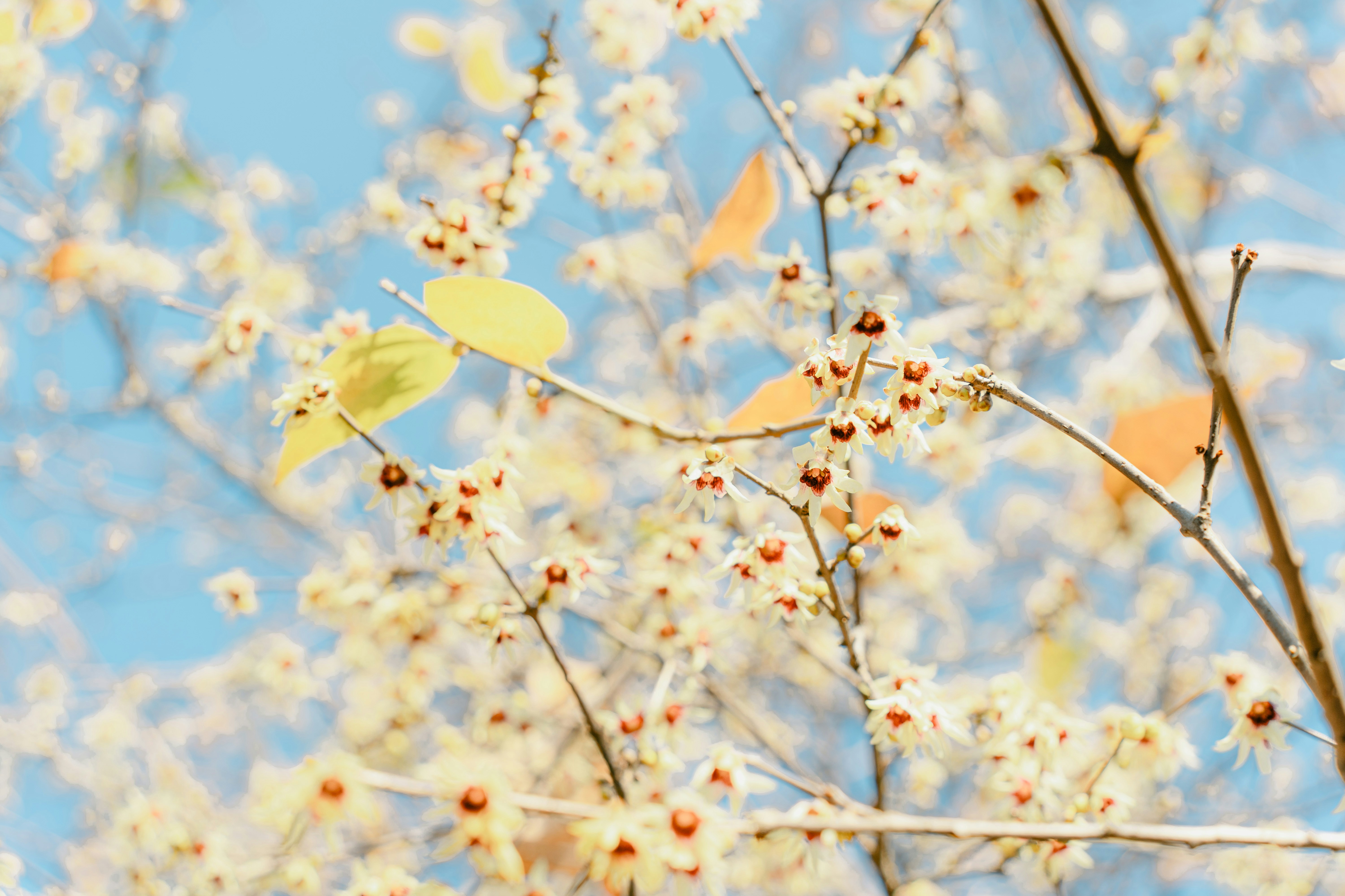 Photo by xiexianghua