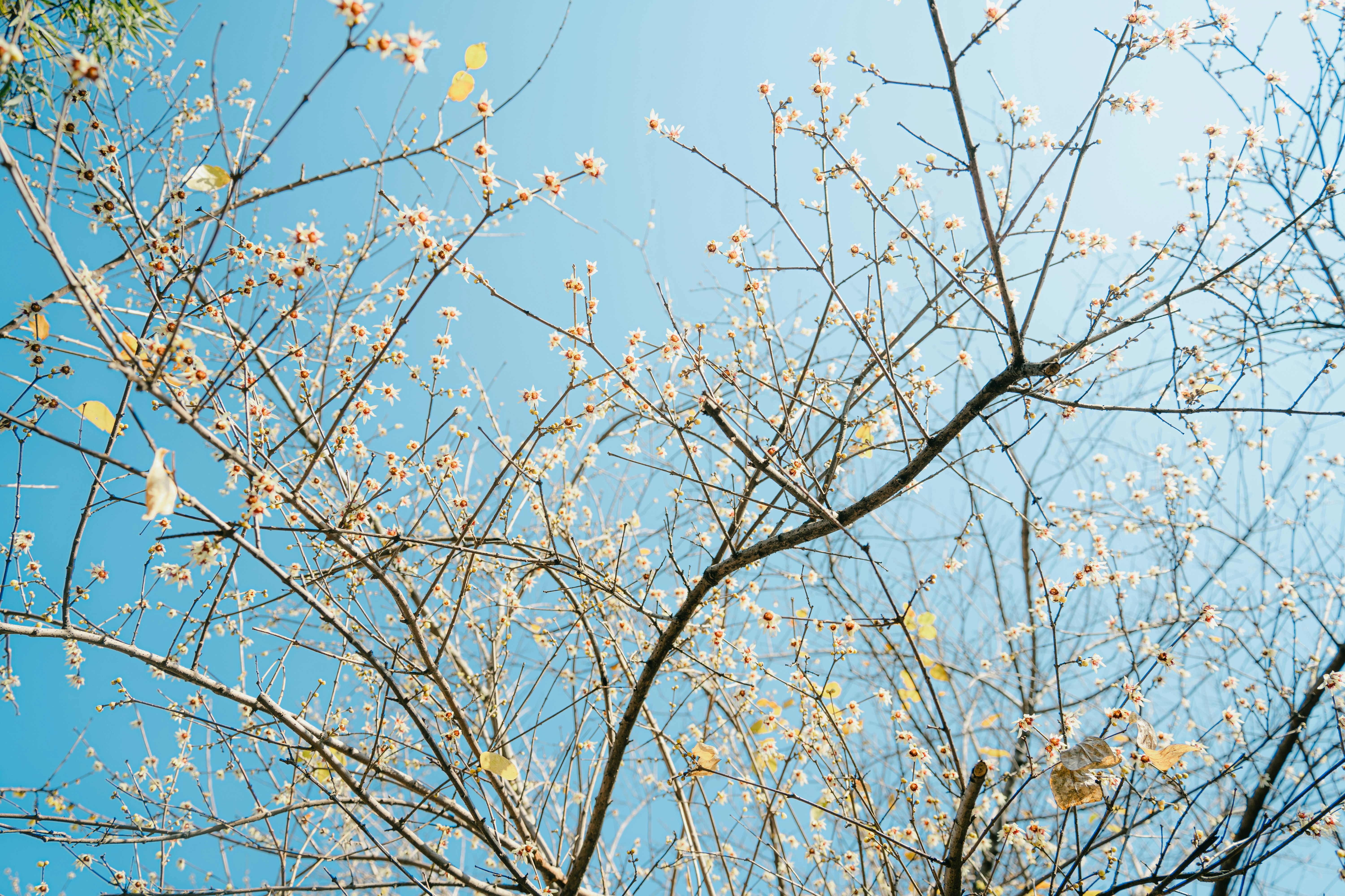 Photo by xiexianghua