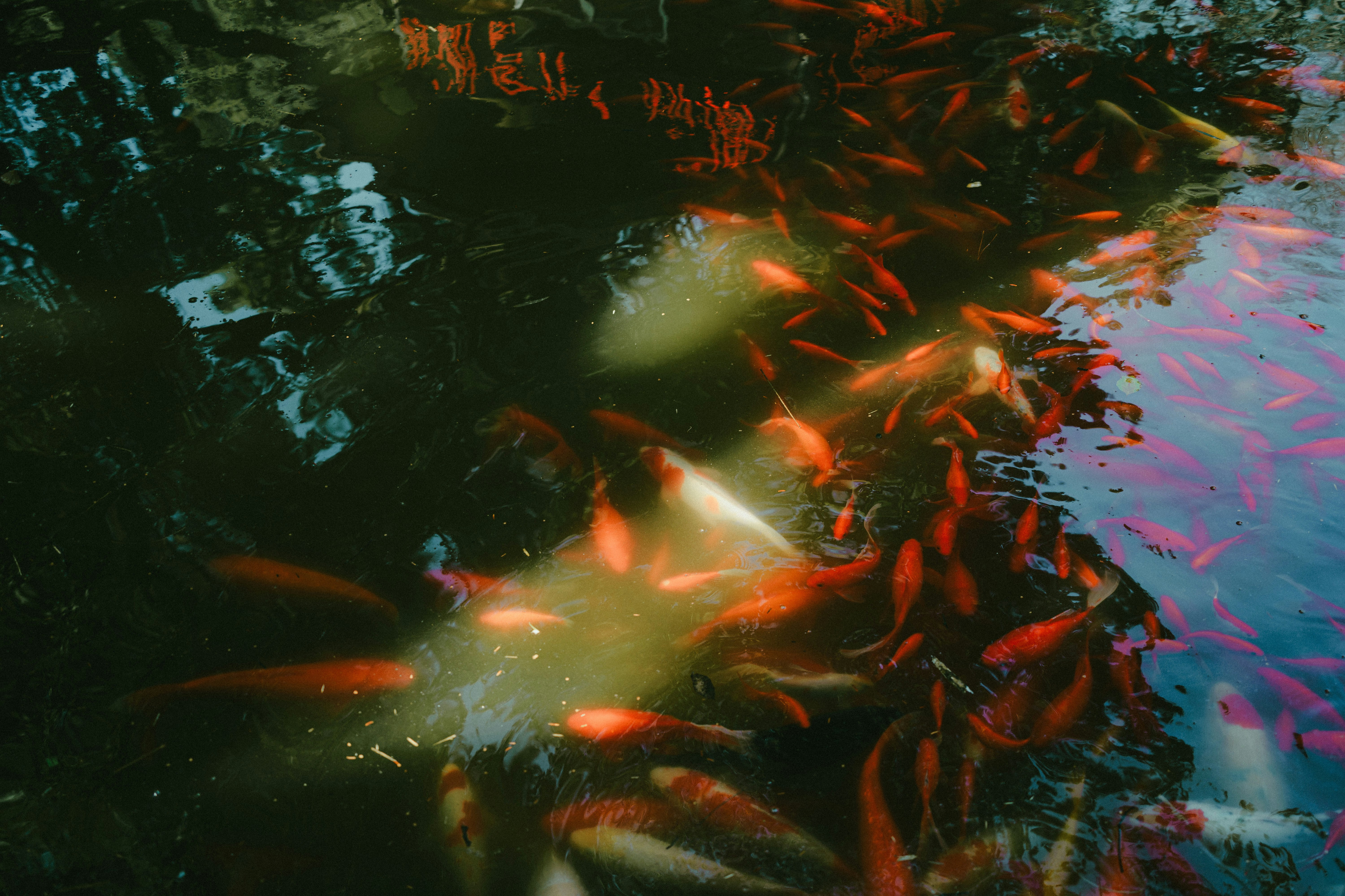 Photo by xiexianghua