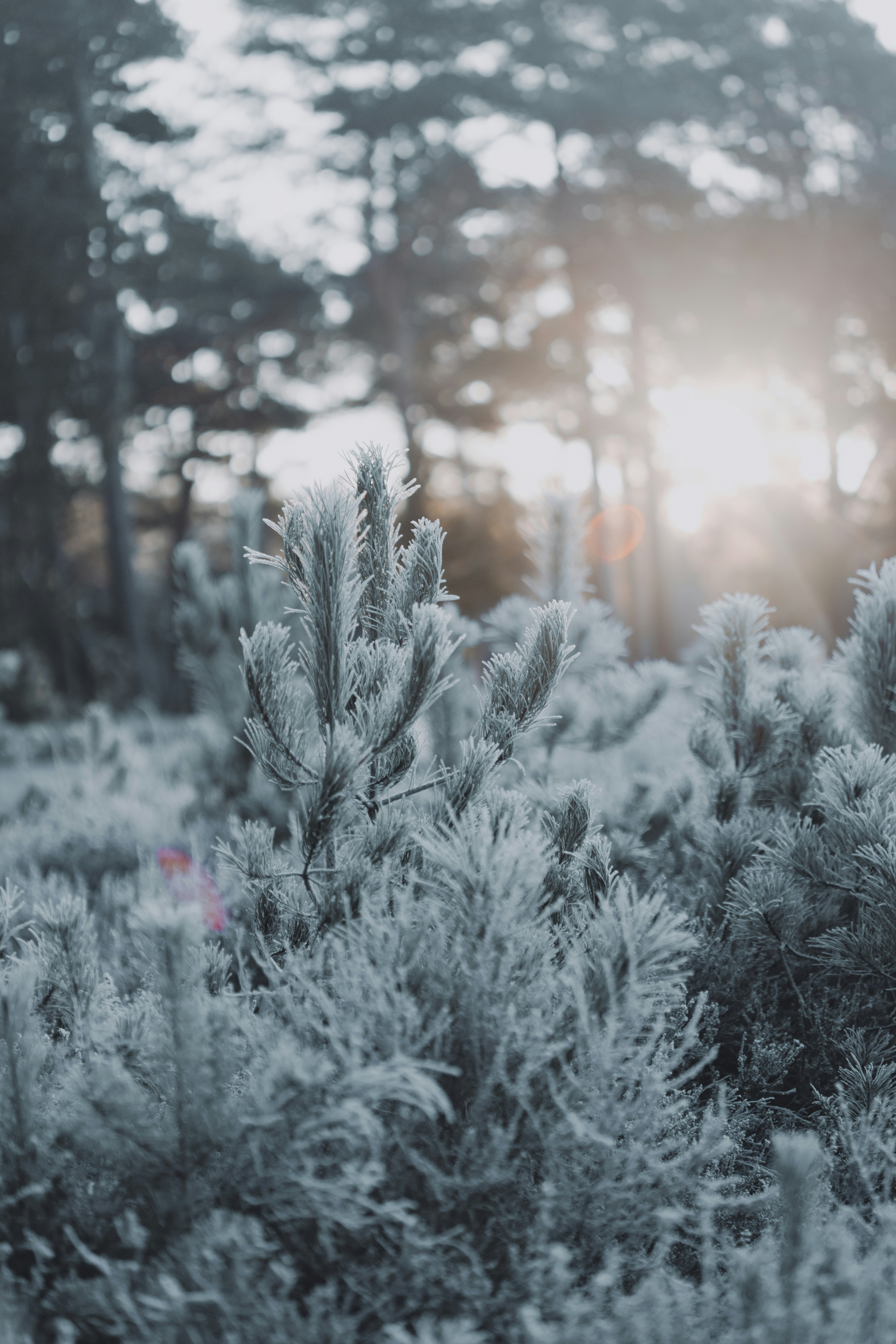 Photo by anniespratt