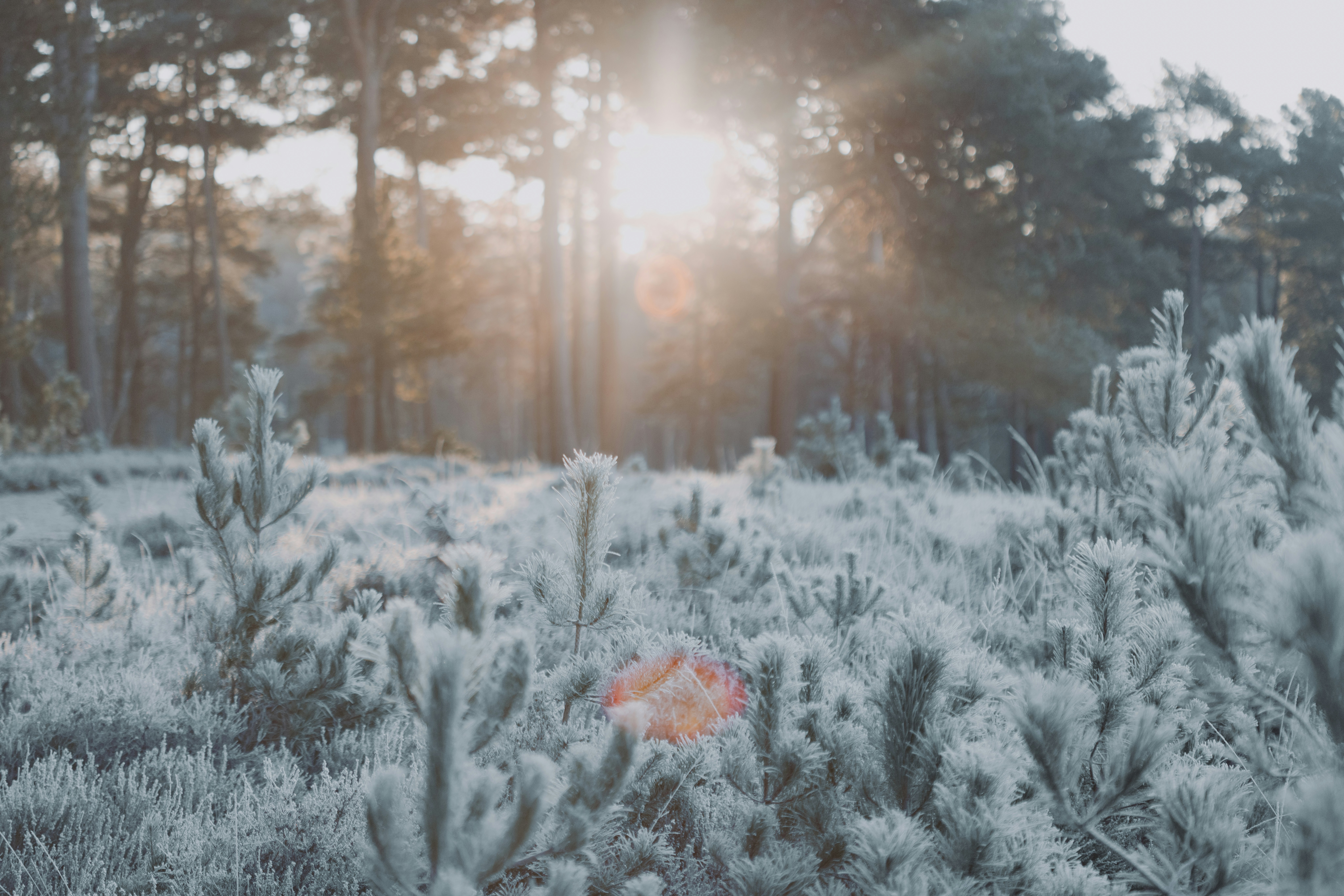 Photo by anniespratt