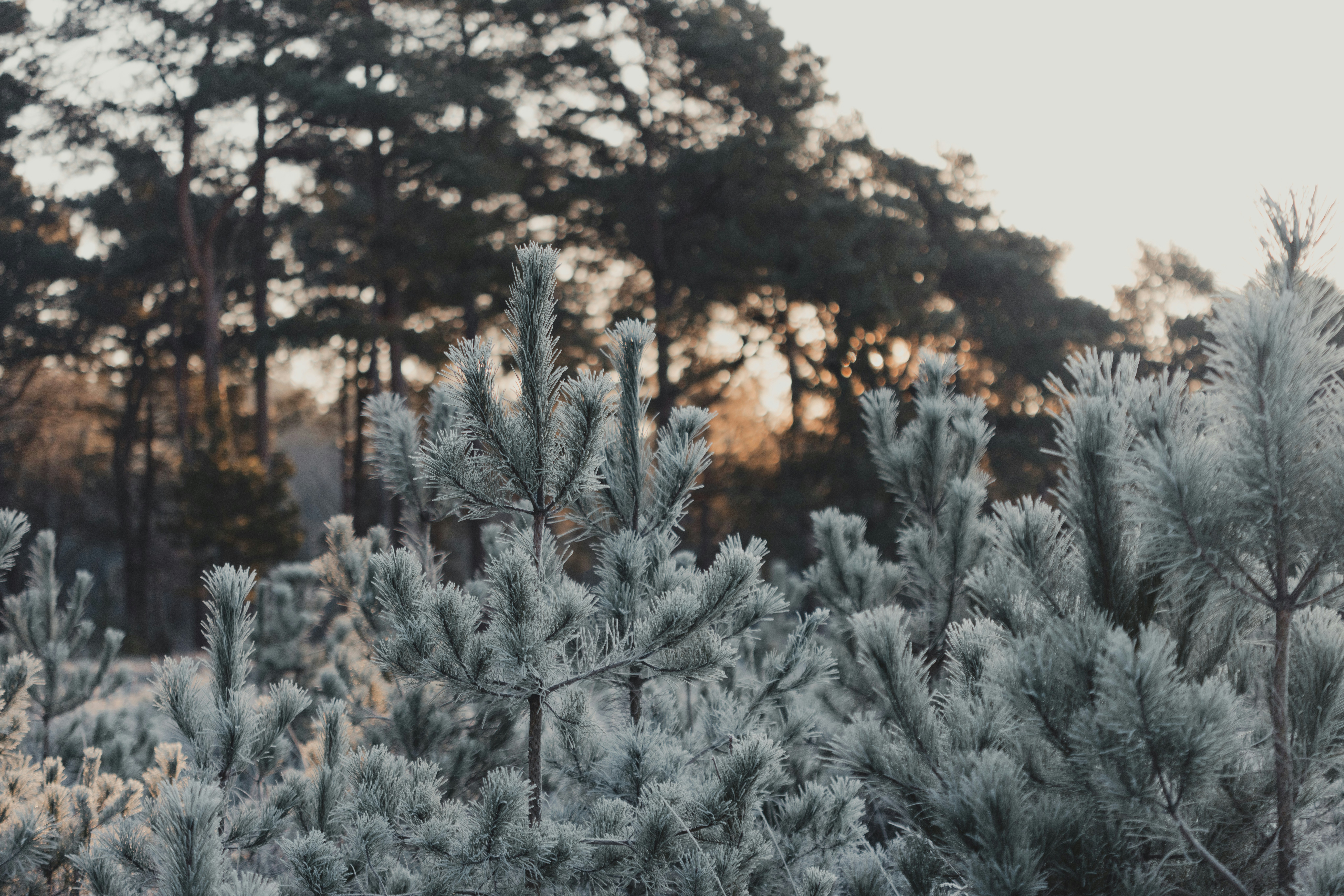 A forest filled with lots of trees covered in snow, 