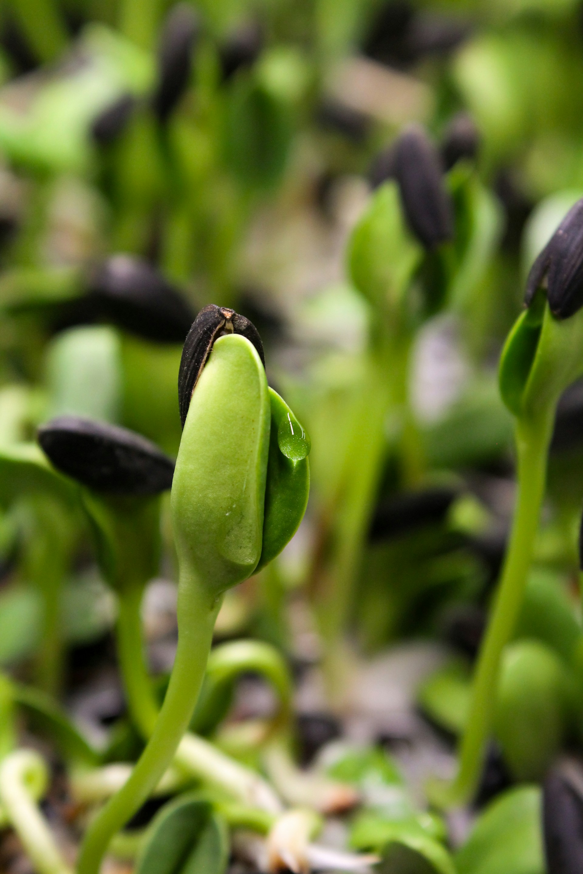 A close up of a group of flowers