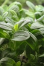 A close up of a plant with green leaves