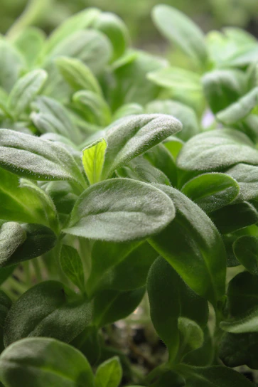 A close up of a plant with green leaves