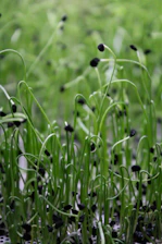 A close up of a bunch of plants in a field