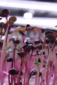 A bunch of plants that are growing in a planter