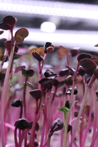 A bunch of plants that are growing in a planter
