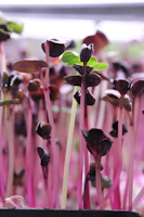 A close up of a plant with pink stems