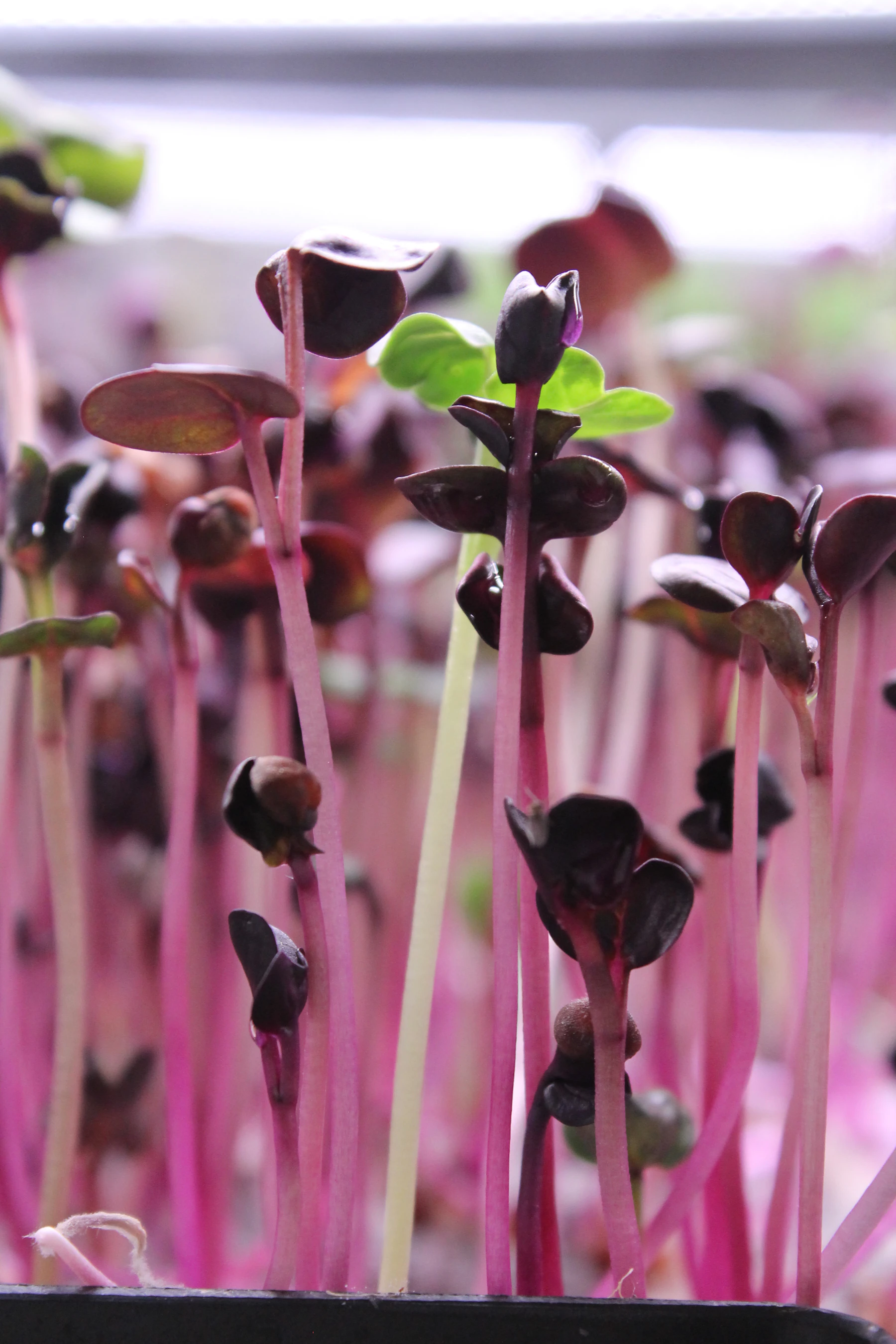 Close view of purple-leaved radish microgreens standing on bright pink stems in a black tray