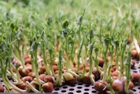 A close up of a bunch of small plants