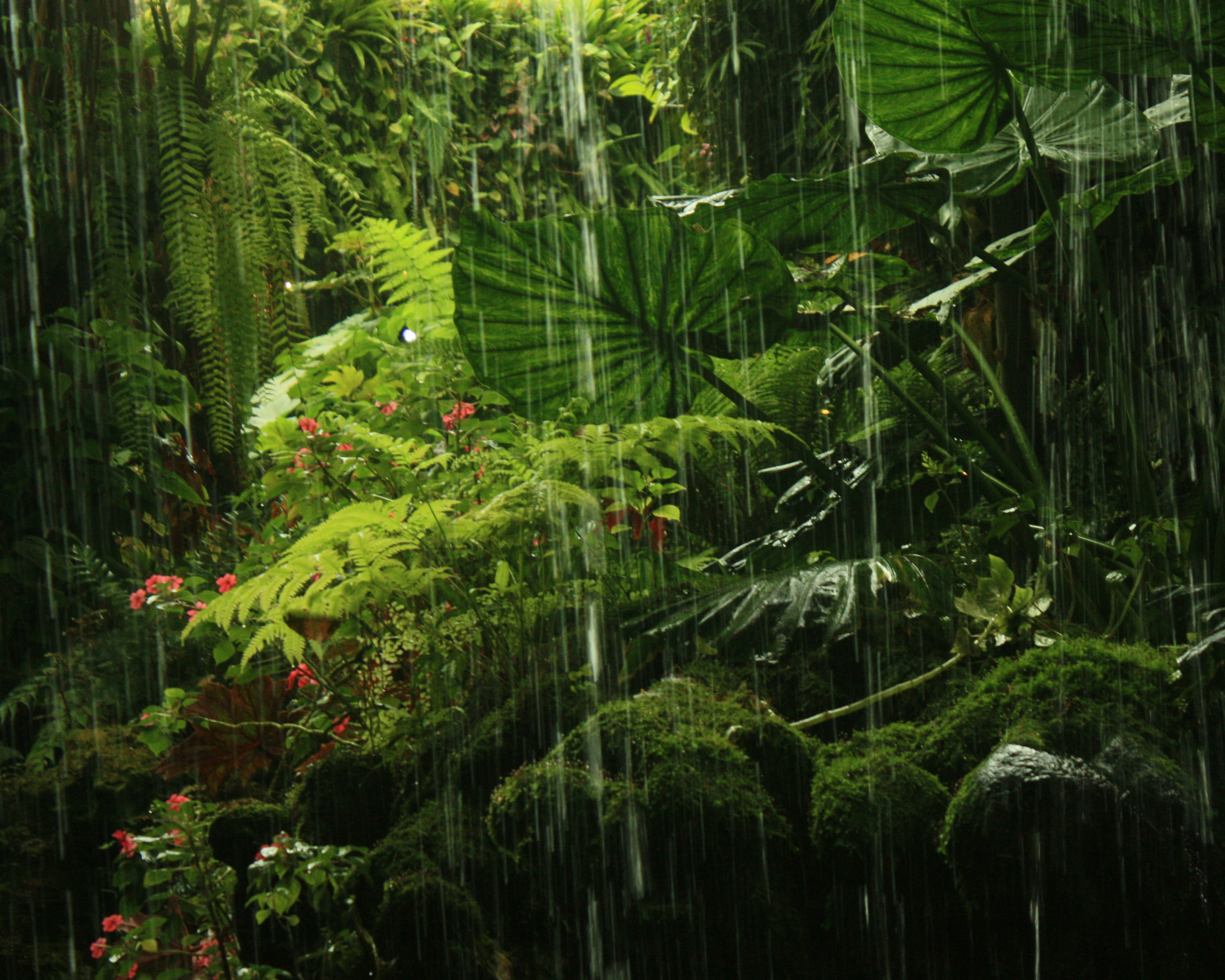 Rainforest World Music