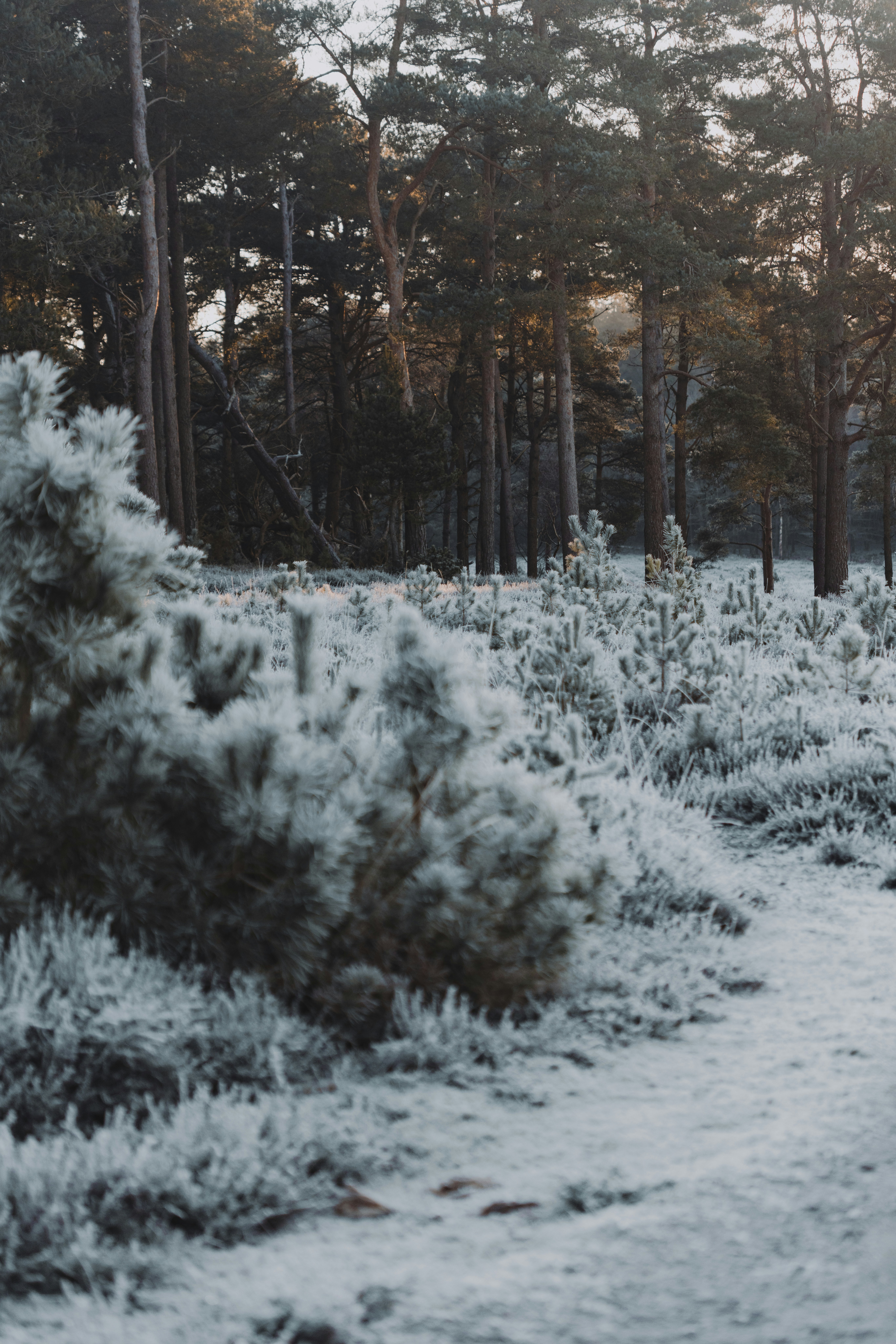 Photo by anniespratt