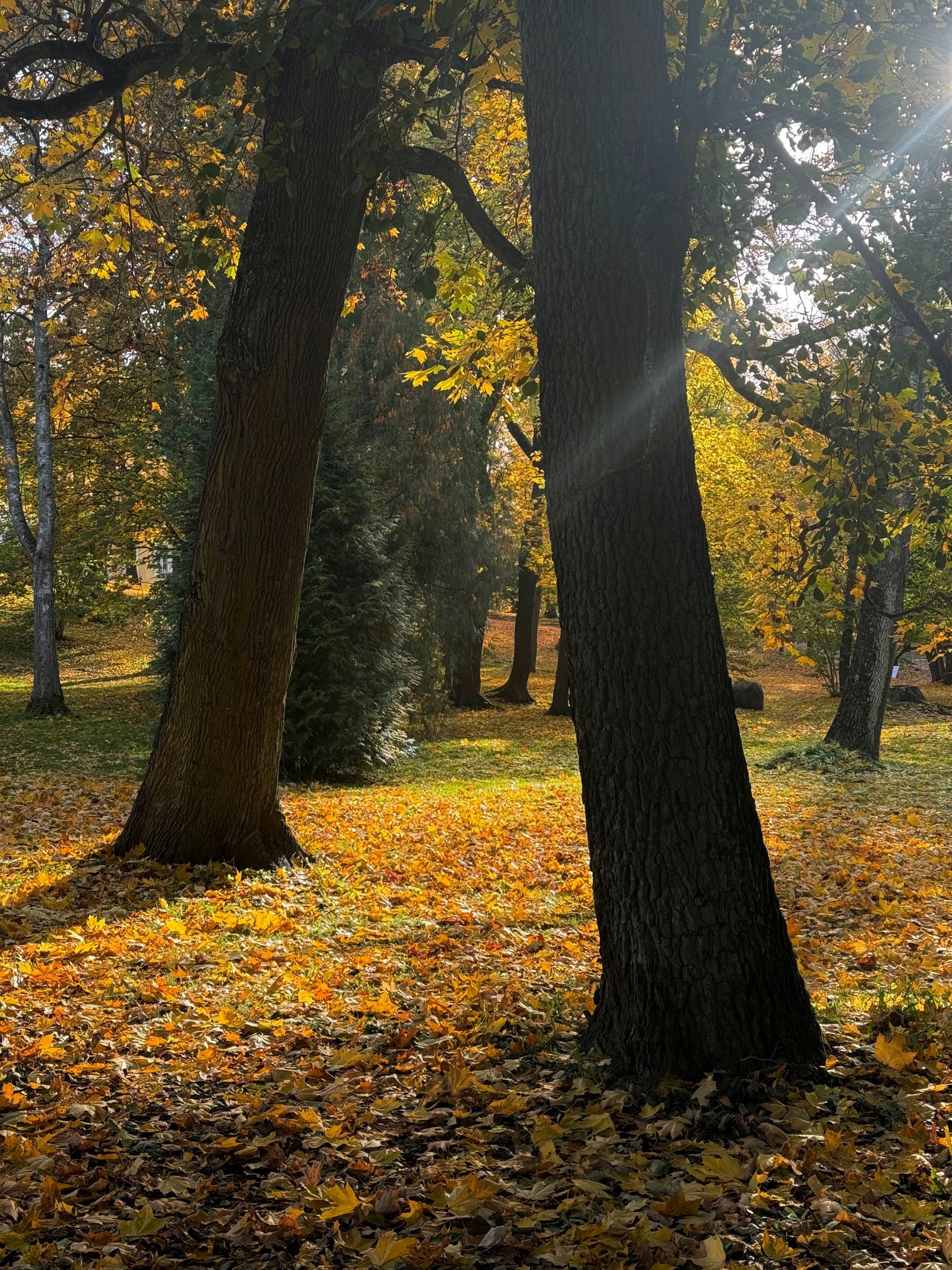 Le soleil brille à travers les arbres du parc