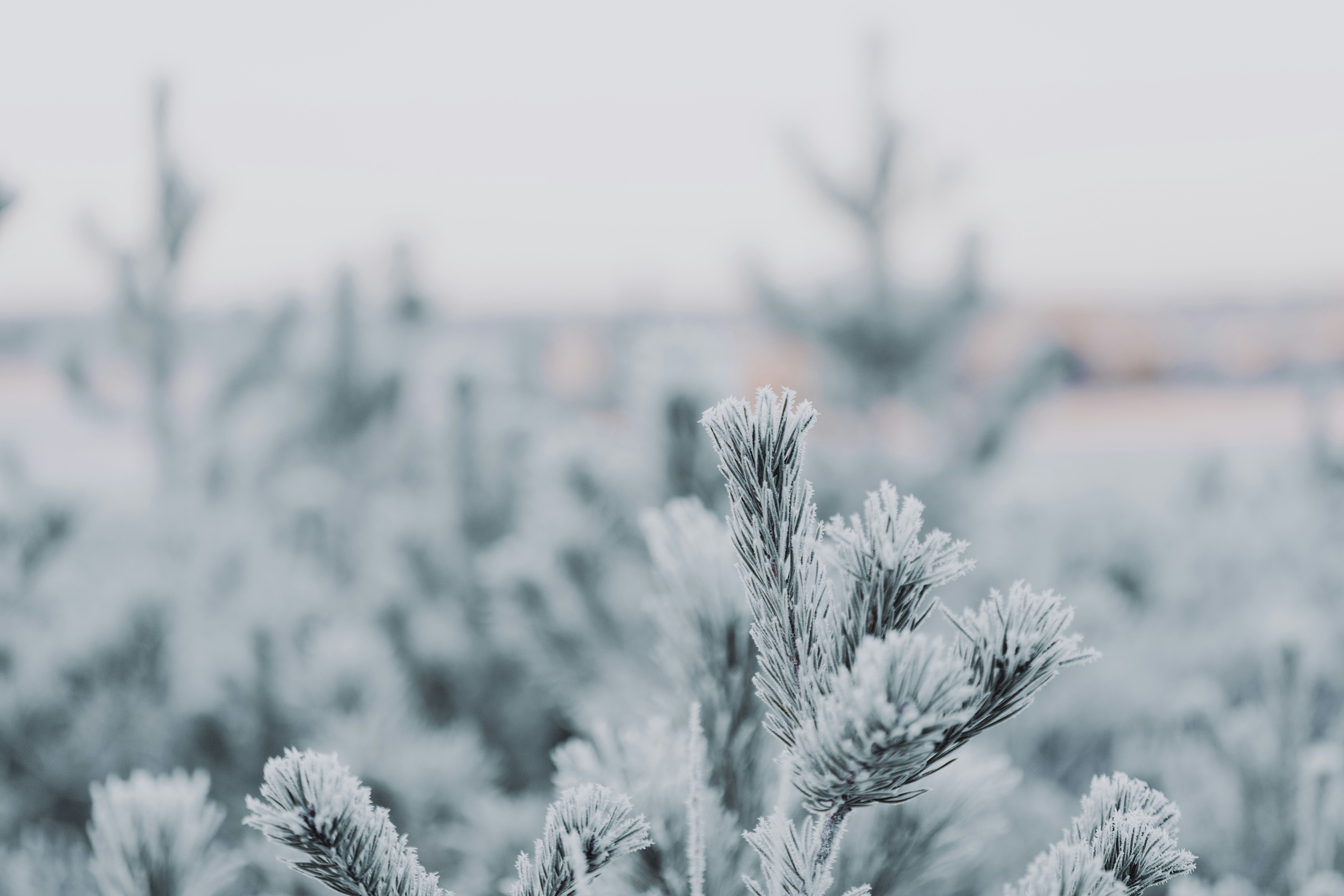 Photo by anniespratt