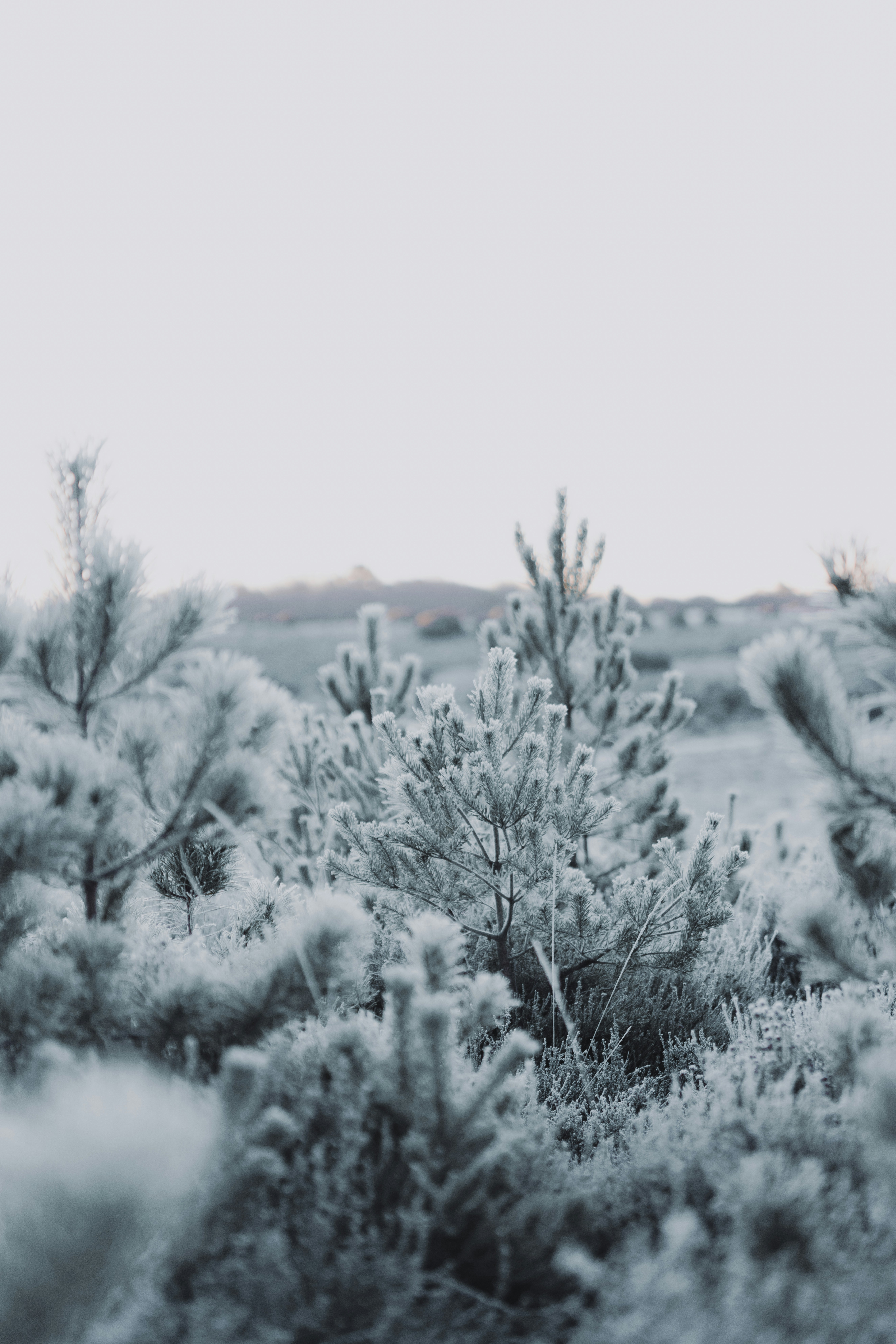 Photo by anniespratt