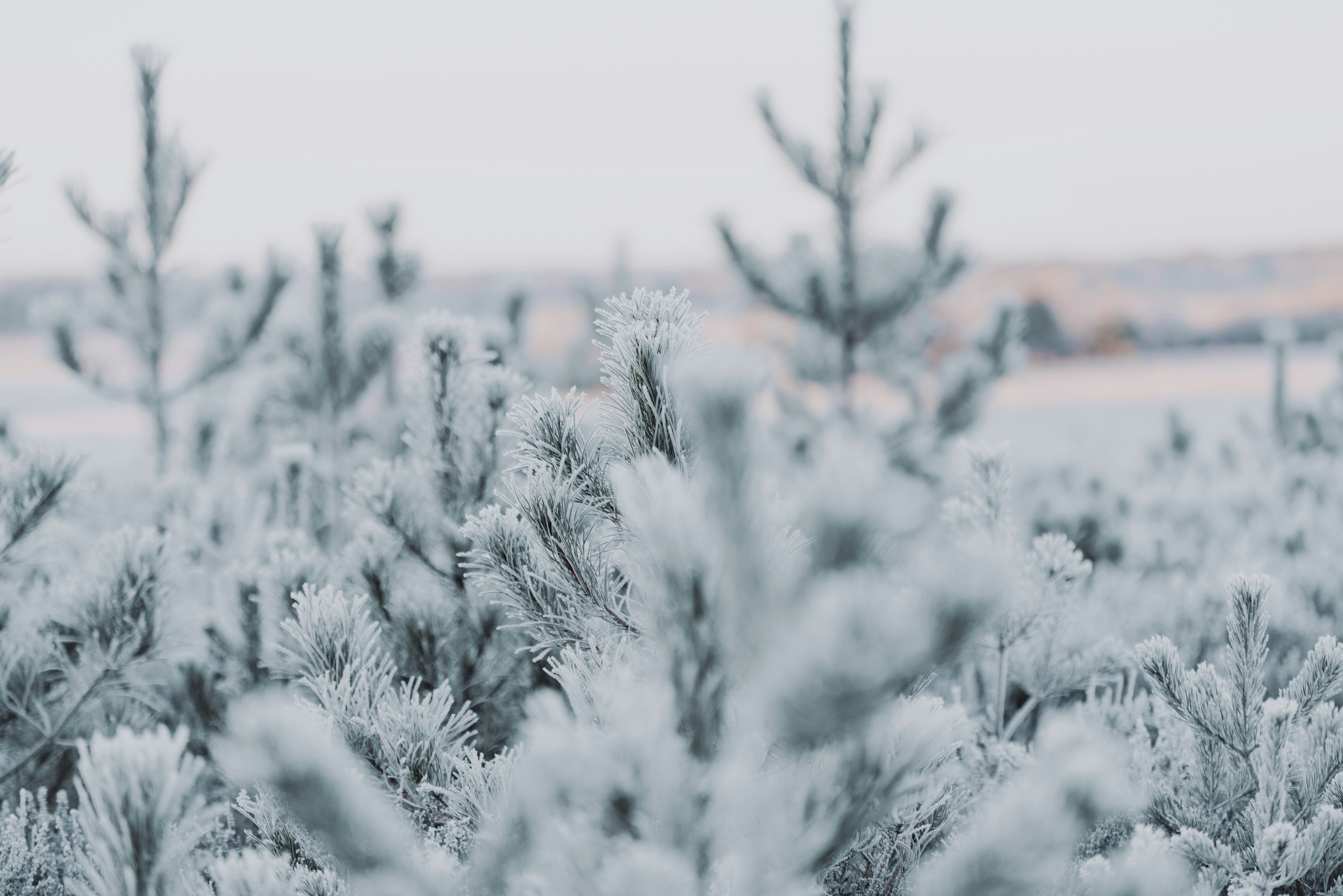 Photo by anniespratt