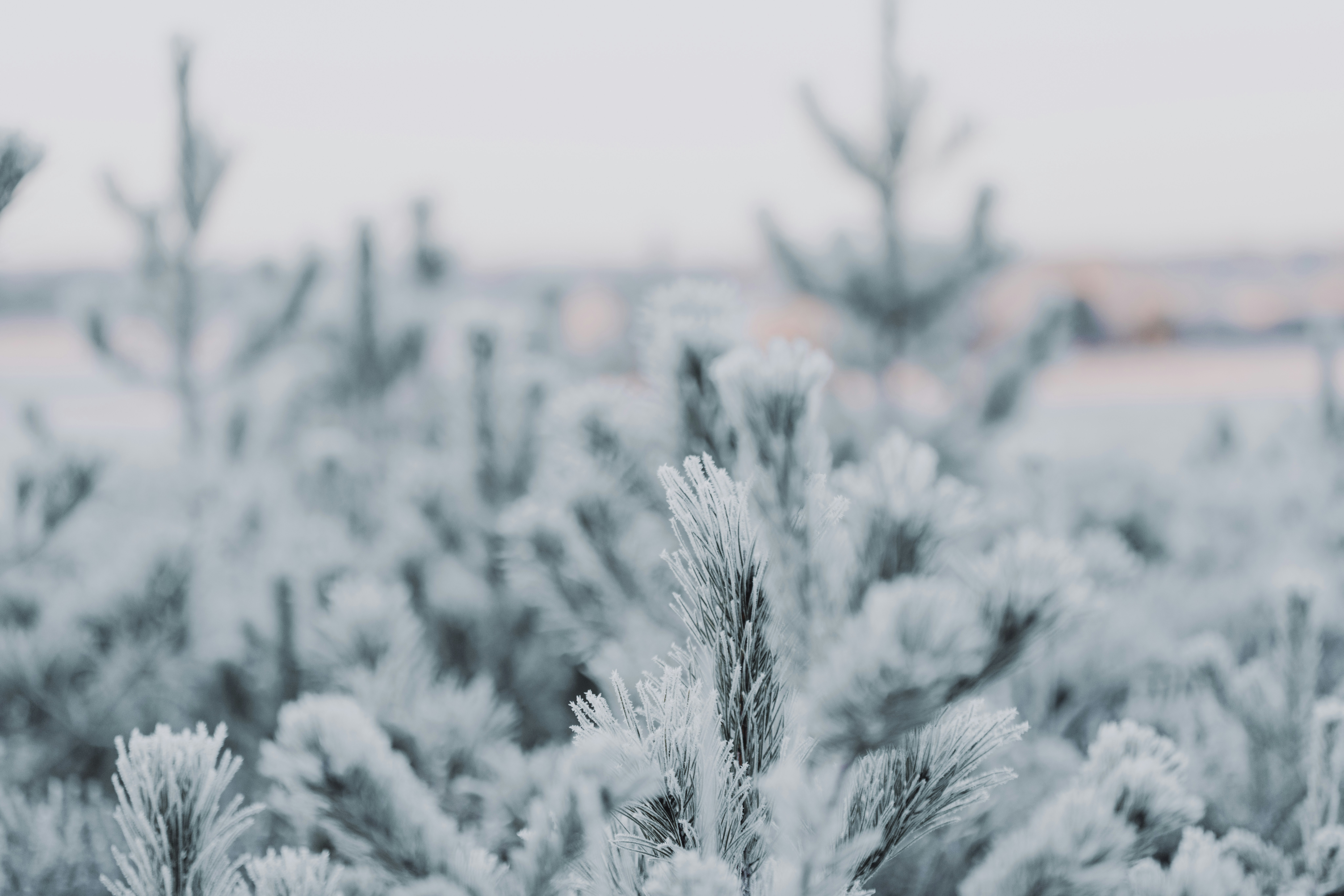 Photo by anniespratt