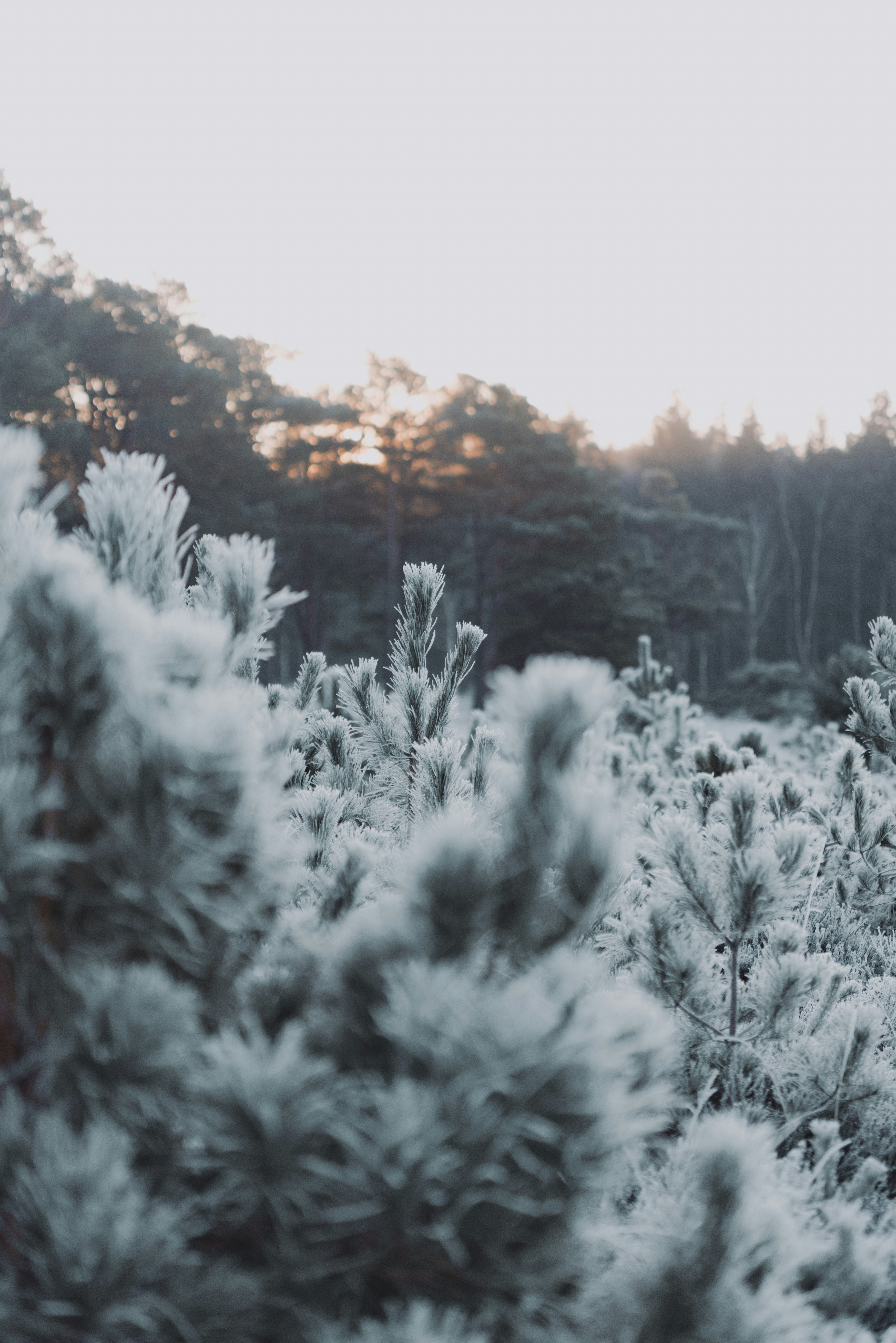 Photo by anniespratt