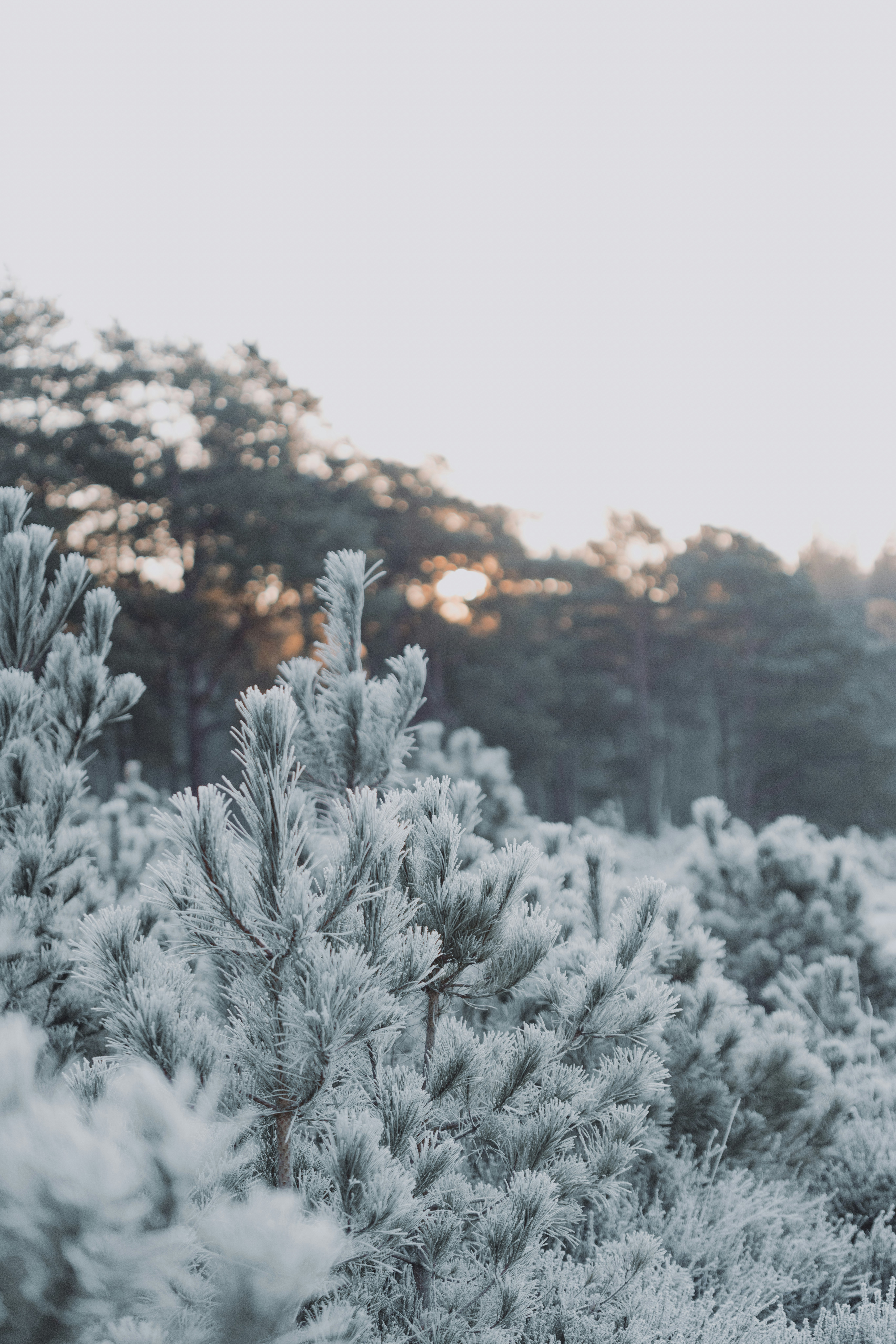 Photo by anniespratt