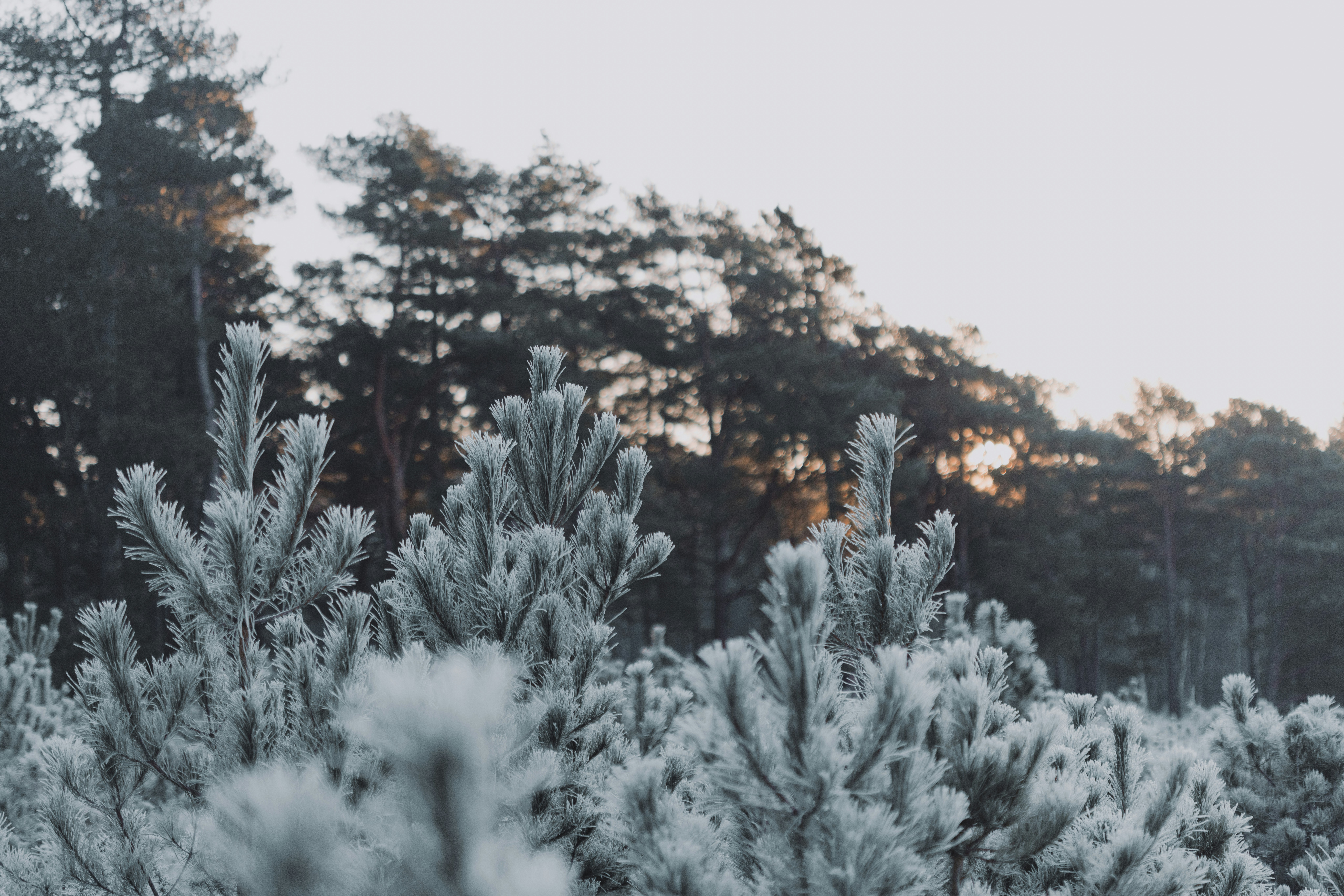 Photo by anniespratt