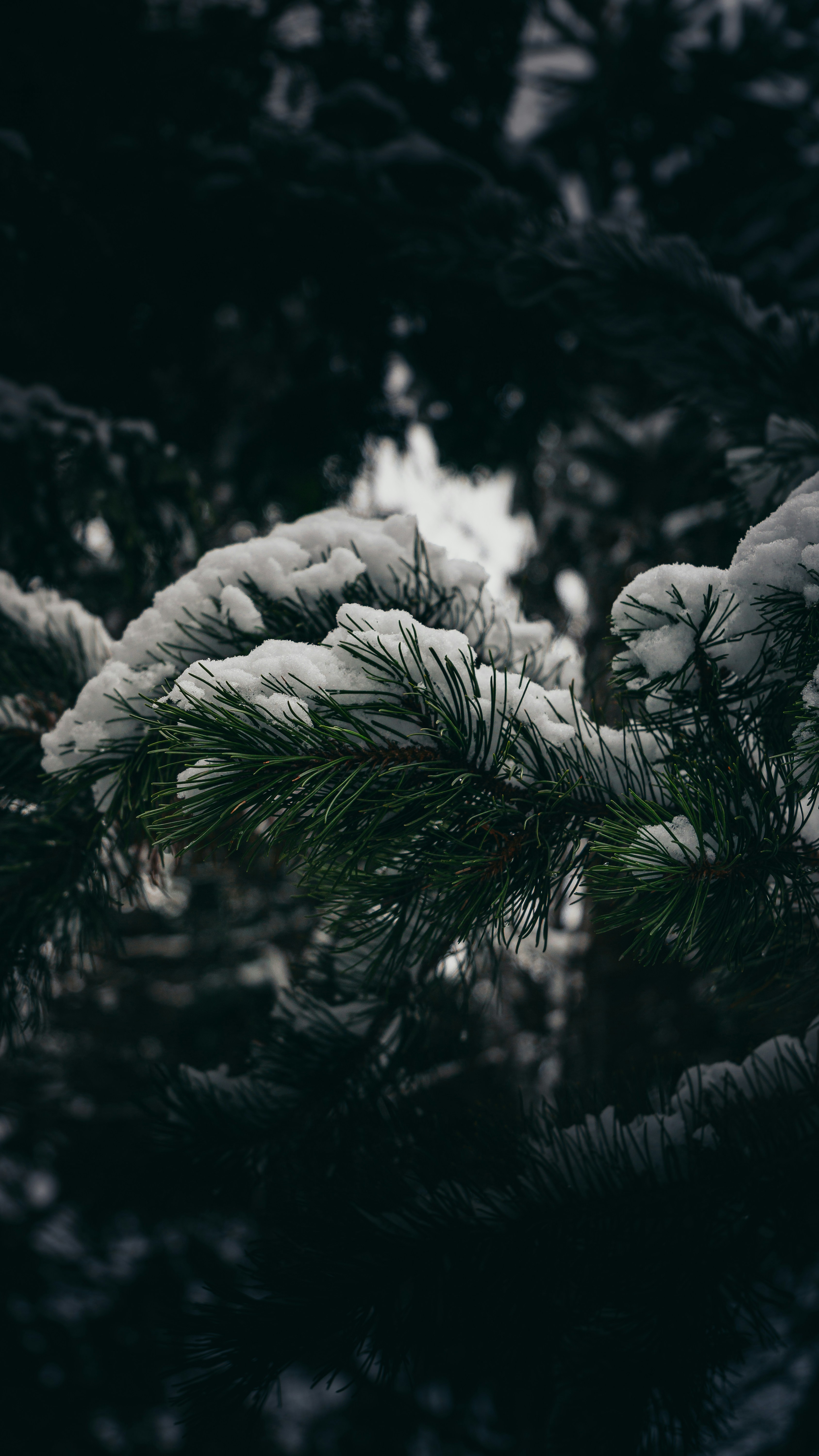 Photo by bielej