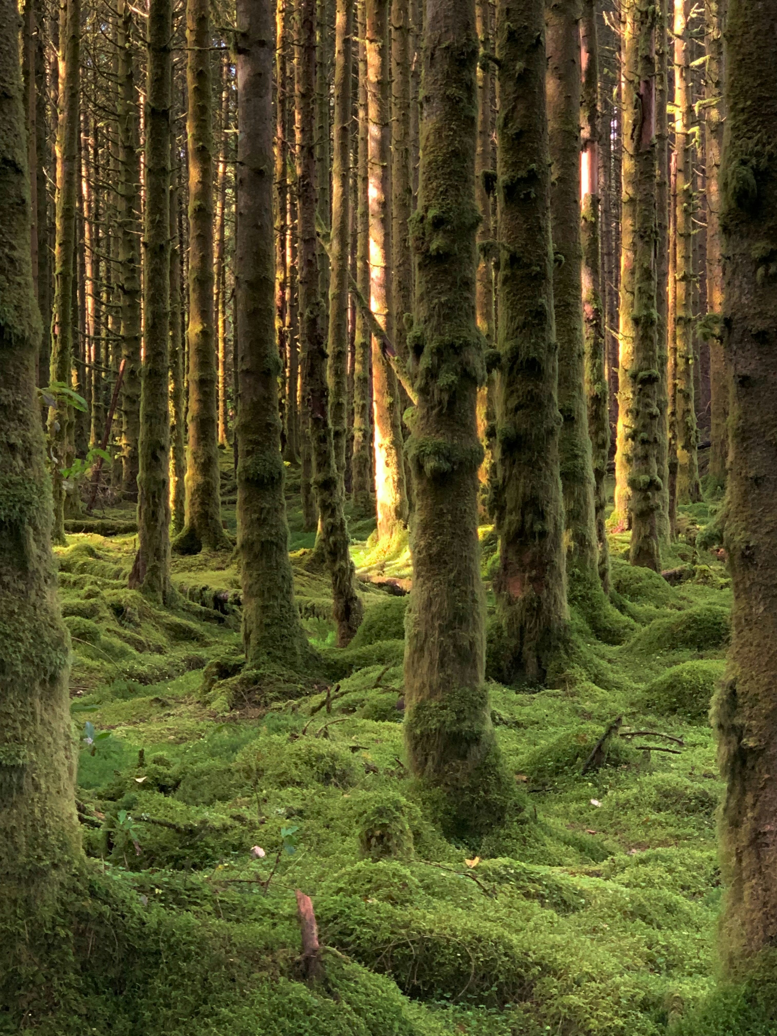 Une forêt remplie de nombreux arbres recouverts de mousse verte