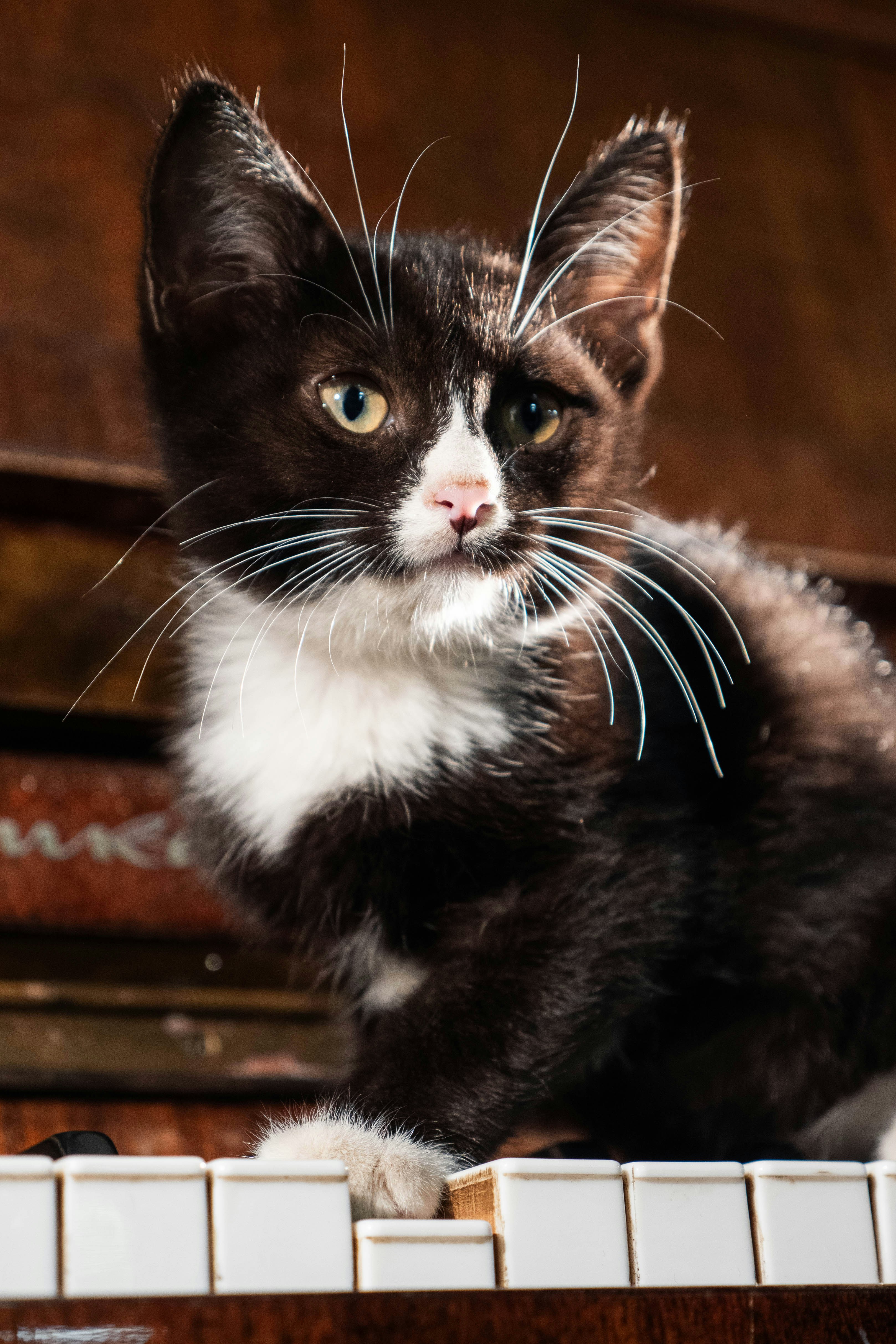 Ein schwarz-weißes Kätzchen, das auf einem Klavier sitzt