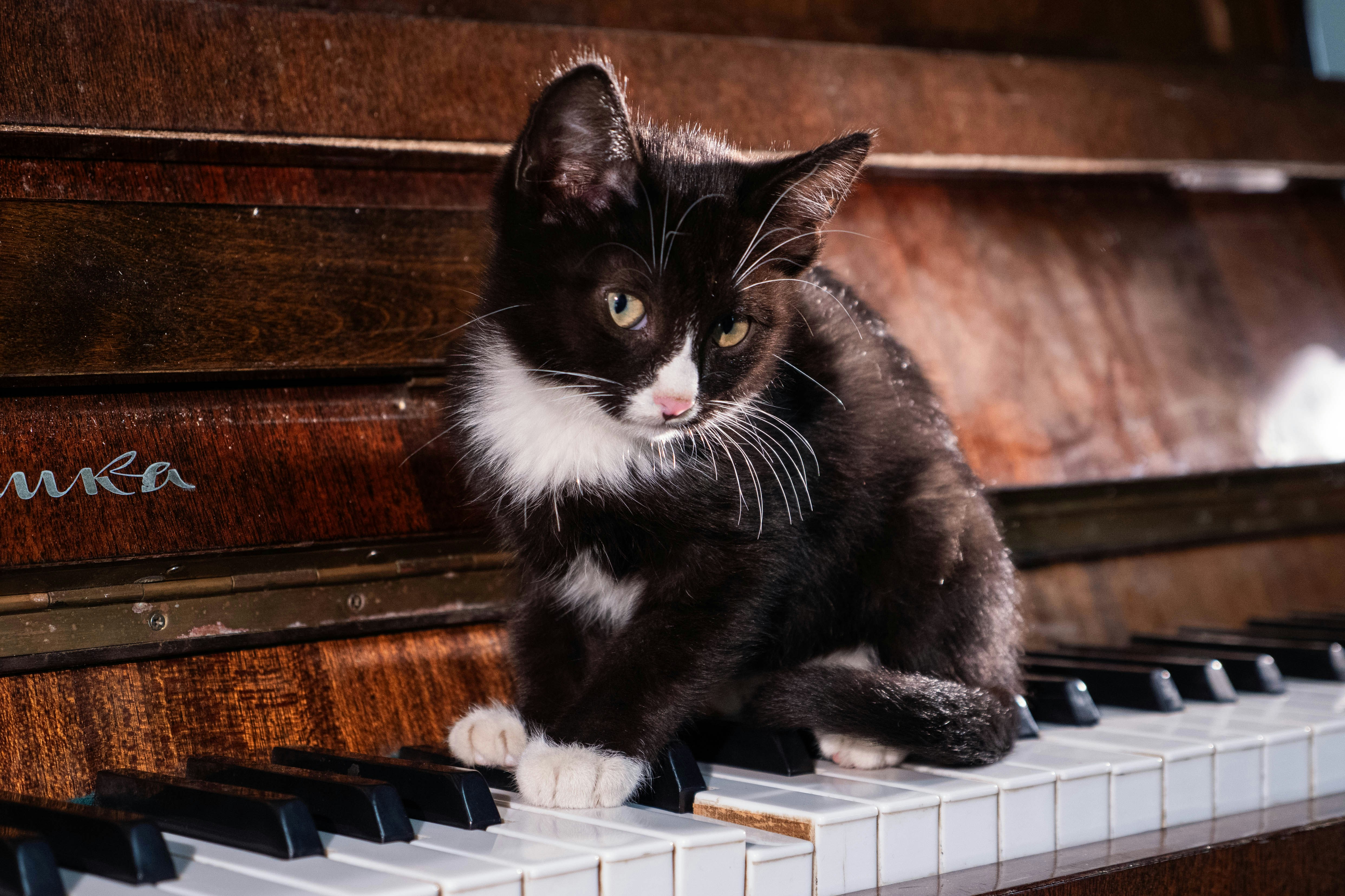 Eine schwarz-weiße Katze, die auf einem Klavier sitzt