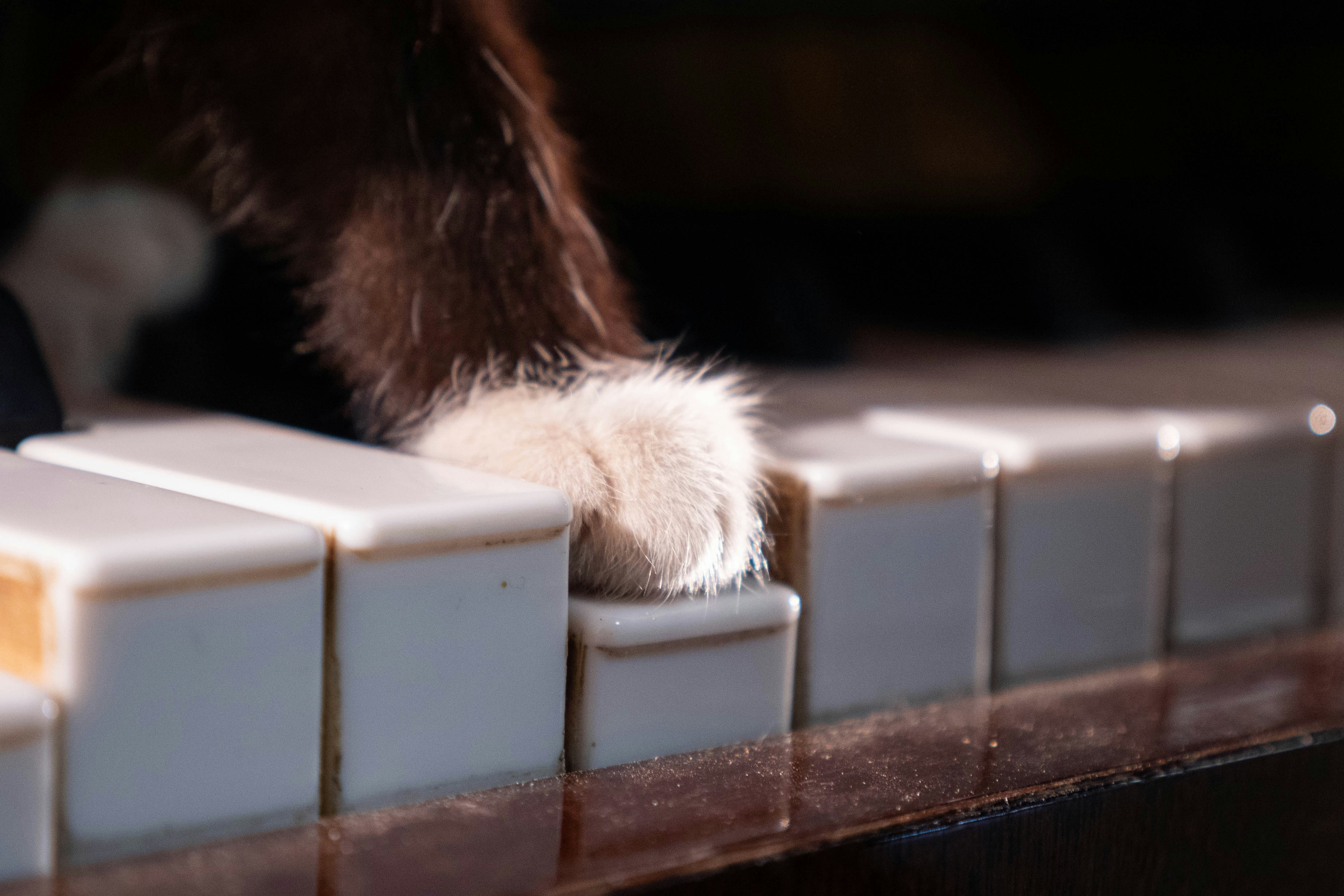 Purrso and the Enchanted Melody 🎶🐱