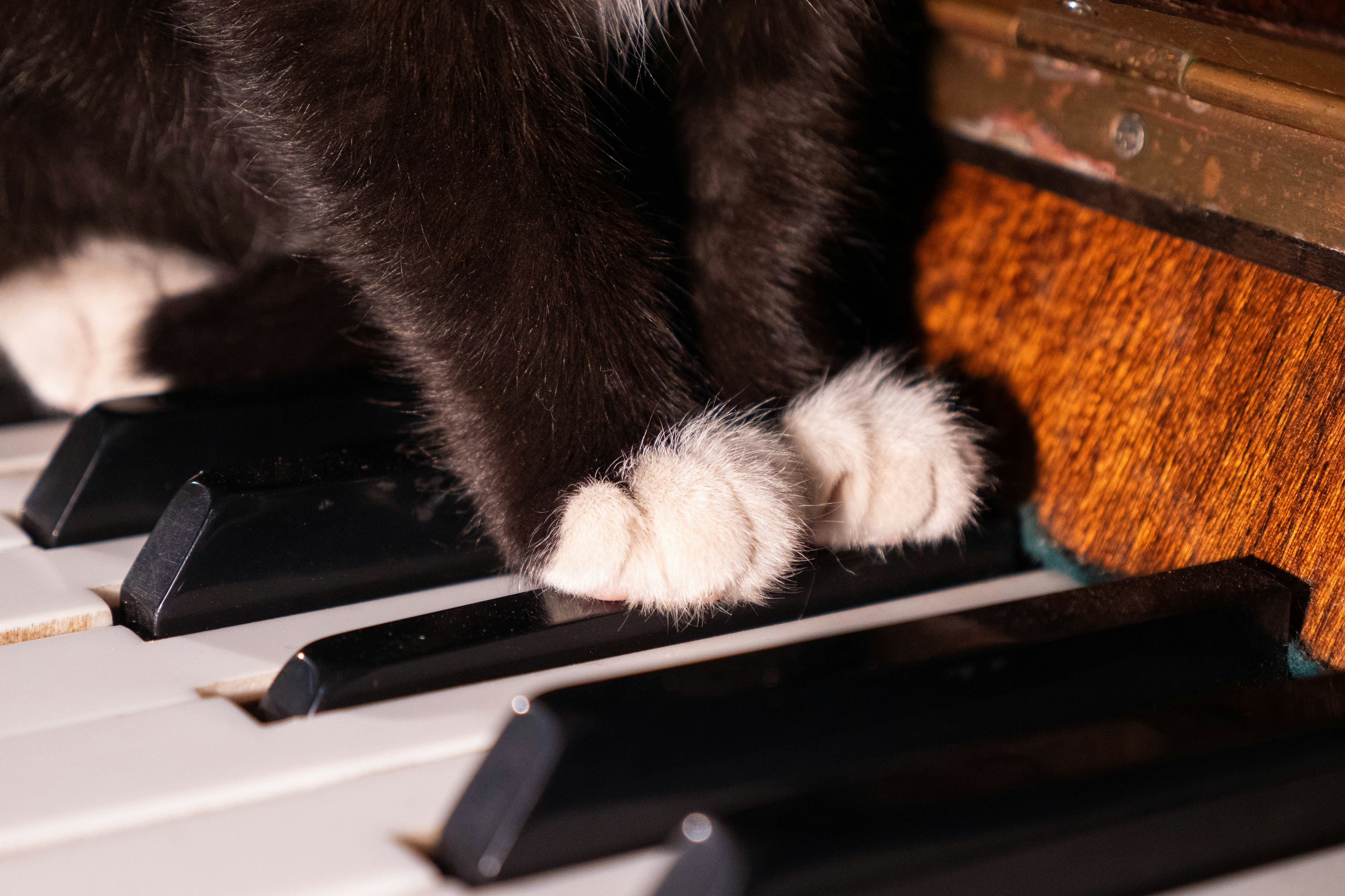 Eine schwarz-weiße Katze, die auf einem Klavier sitzt