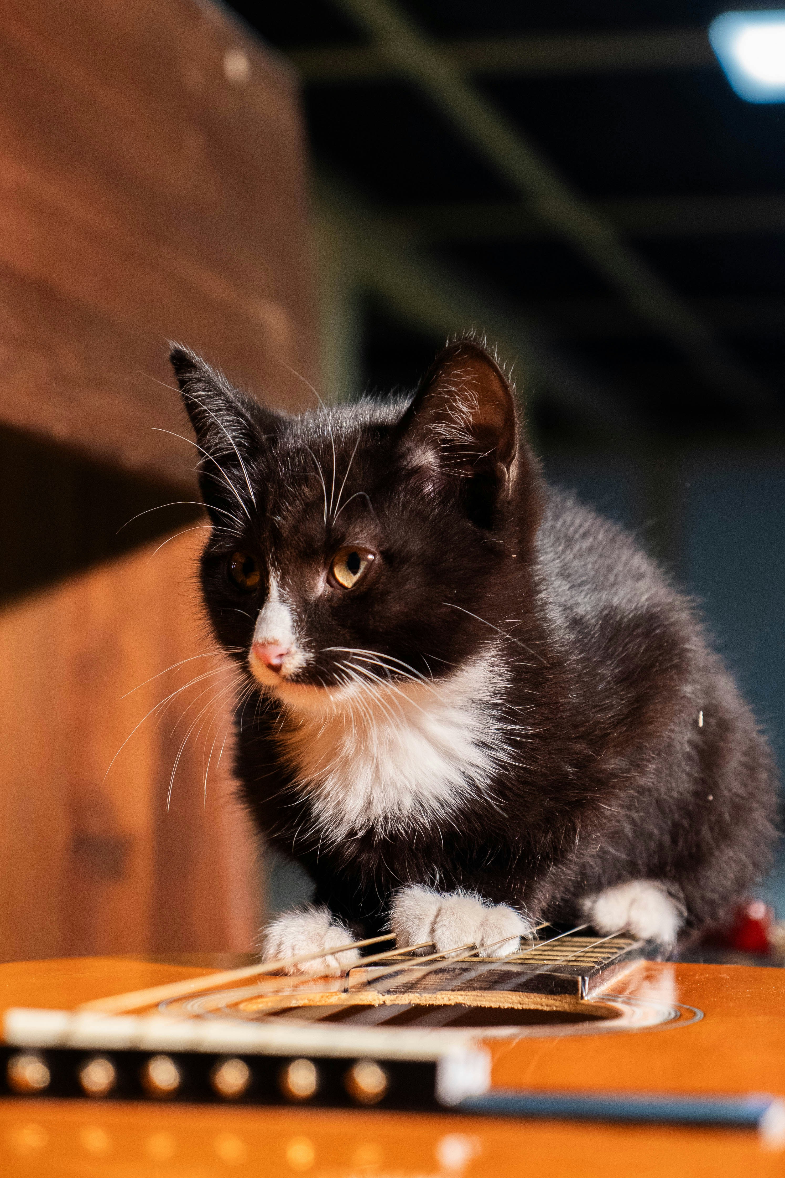 Eine schwarz-weiße Katze, die auf einem Holztisch sitzt