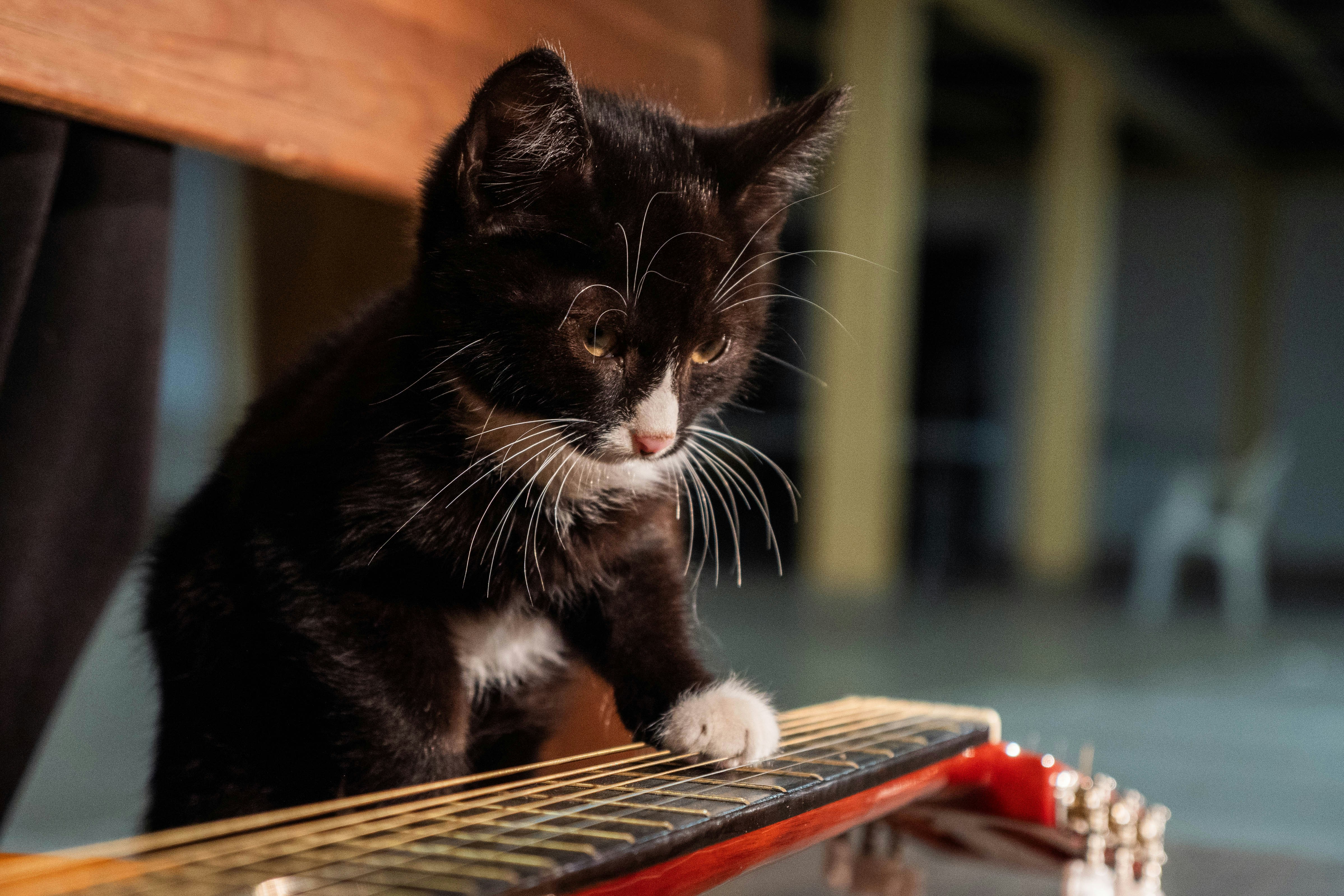Eine schwarz-weiße Katze, die auf einer Holzbank sitzt