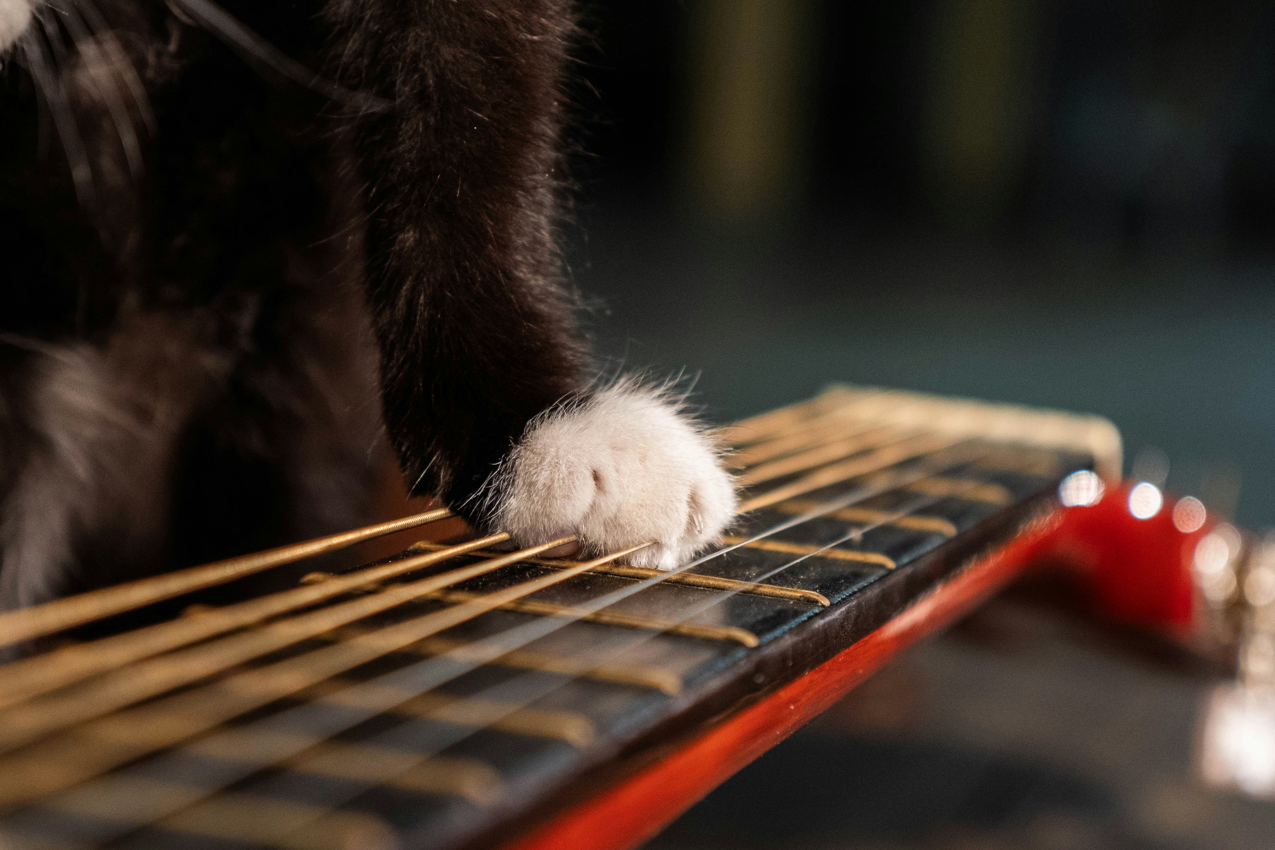 Nahaufnahme einer Hundepfote auf einer Gitarre