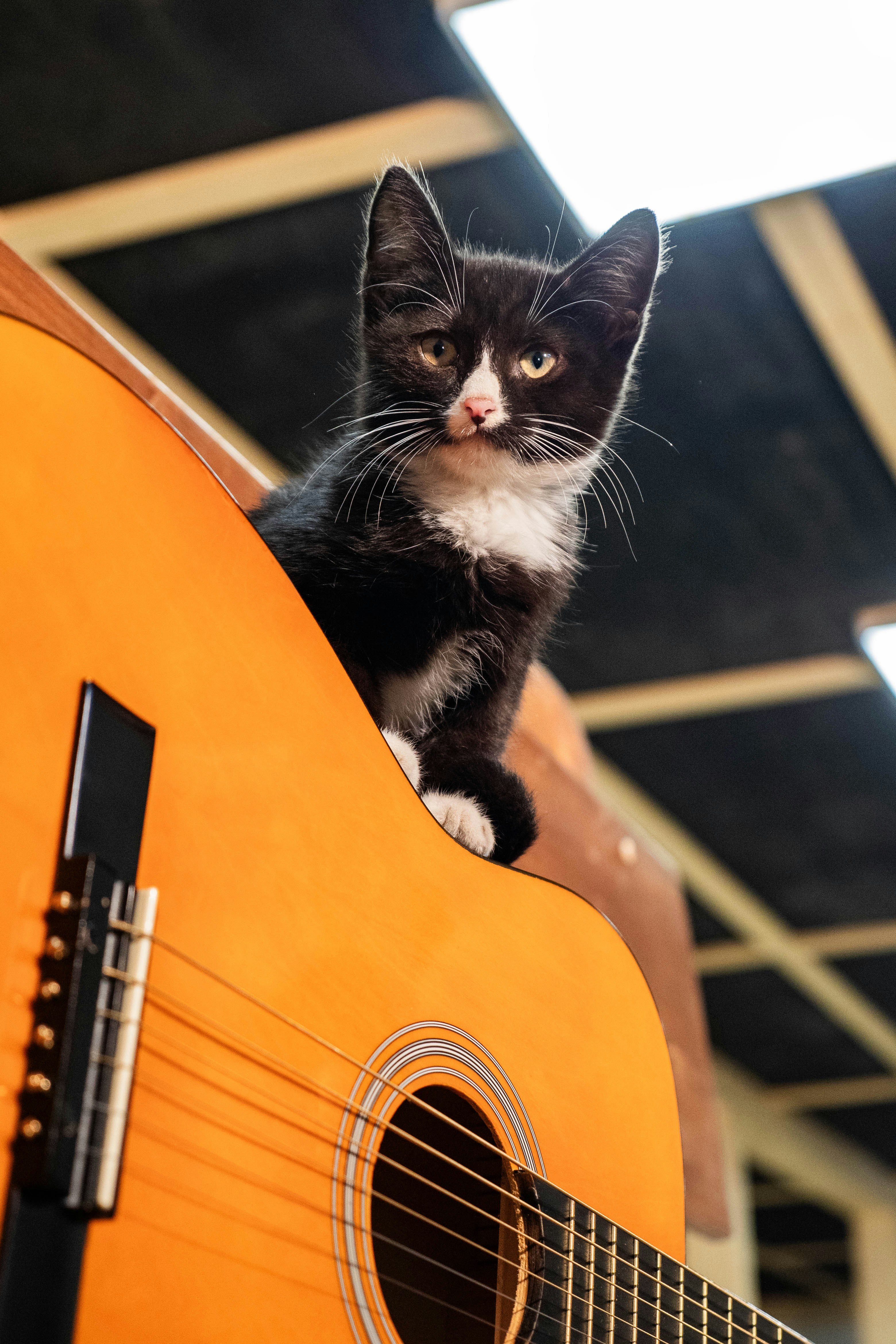 Eine schwarz-weiße Katze, die auf einer Gitarre sitzt