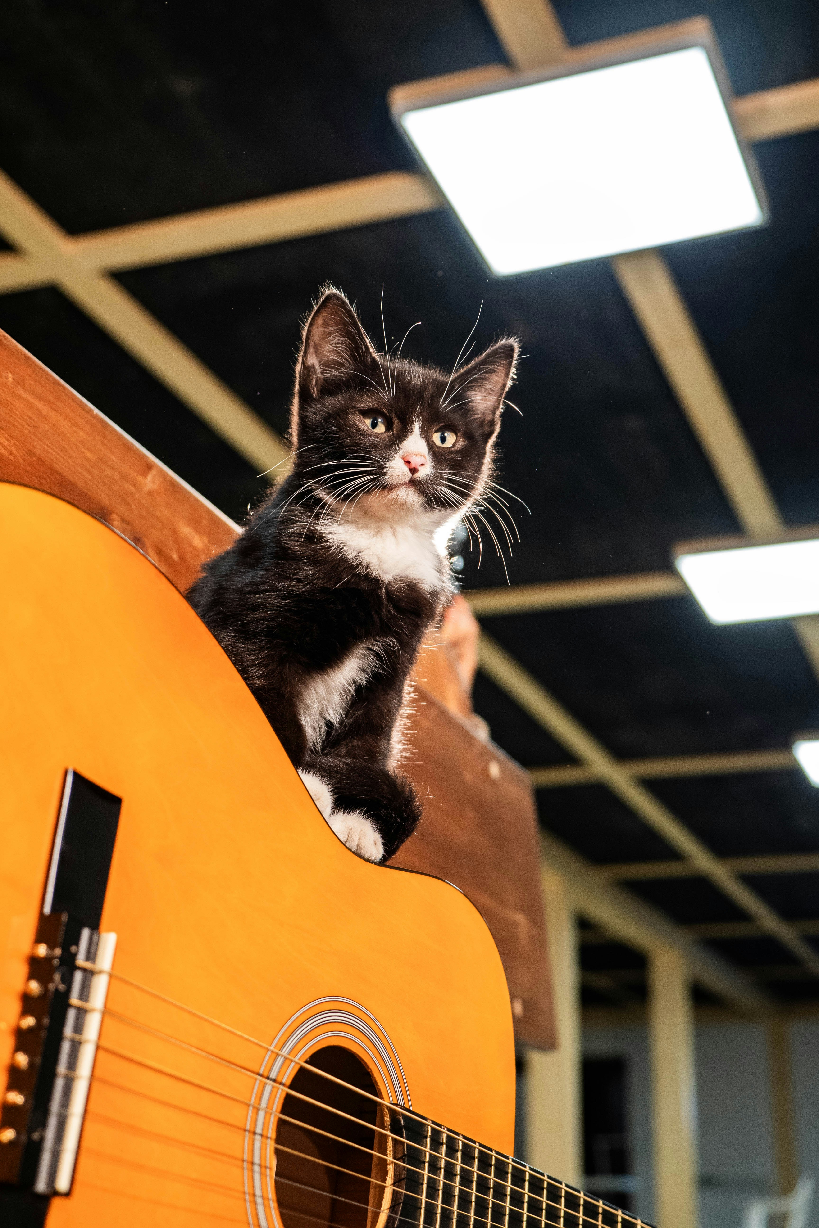 Can Environment Influence Paw Preference? (image credits: unsplash)