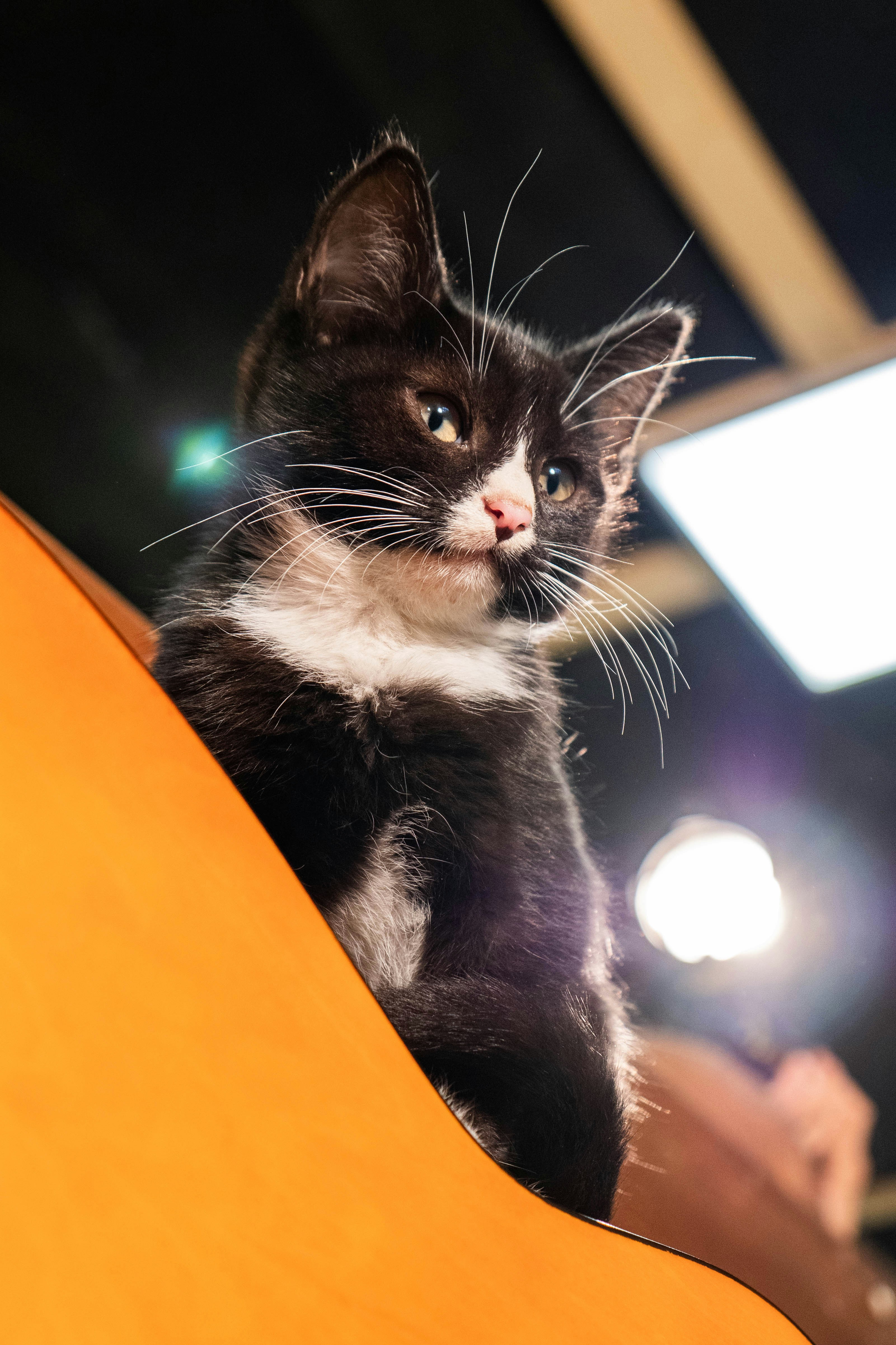 Ein schwarz-weißes Kätzchen, das auf einem orangefarbenen Stuhl sitzt