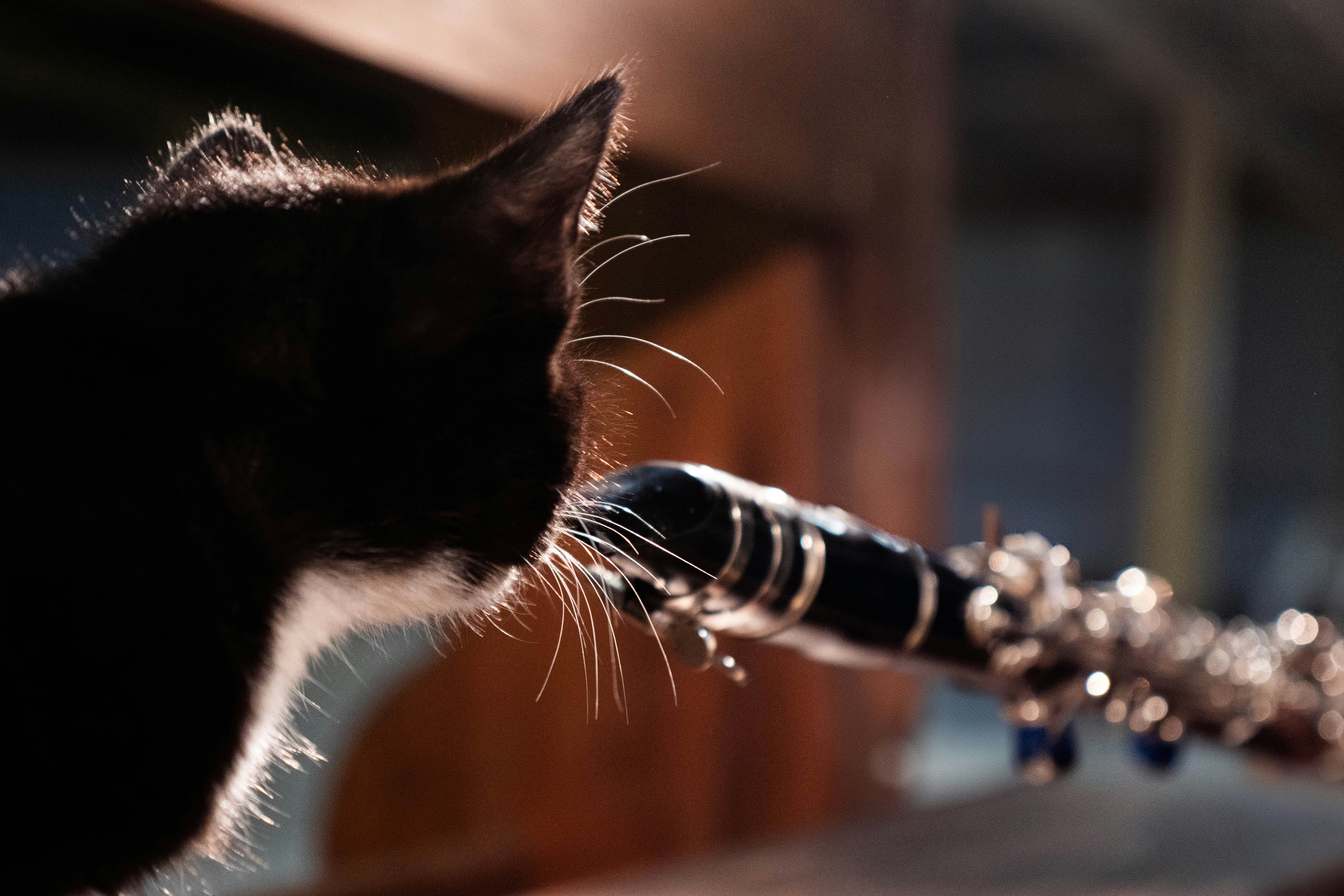 Eine schwarz-weiße Katze spielt mit einer Lichterkette