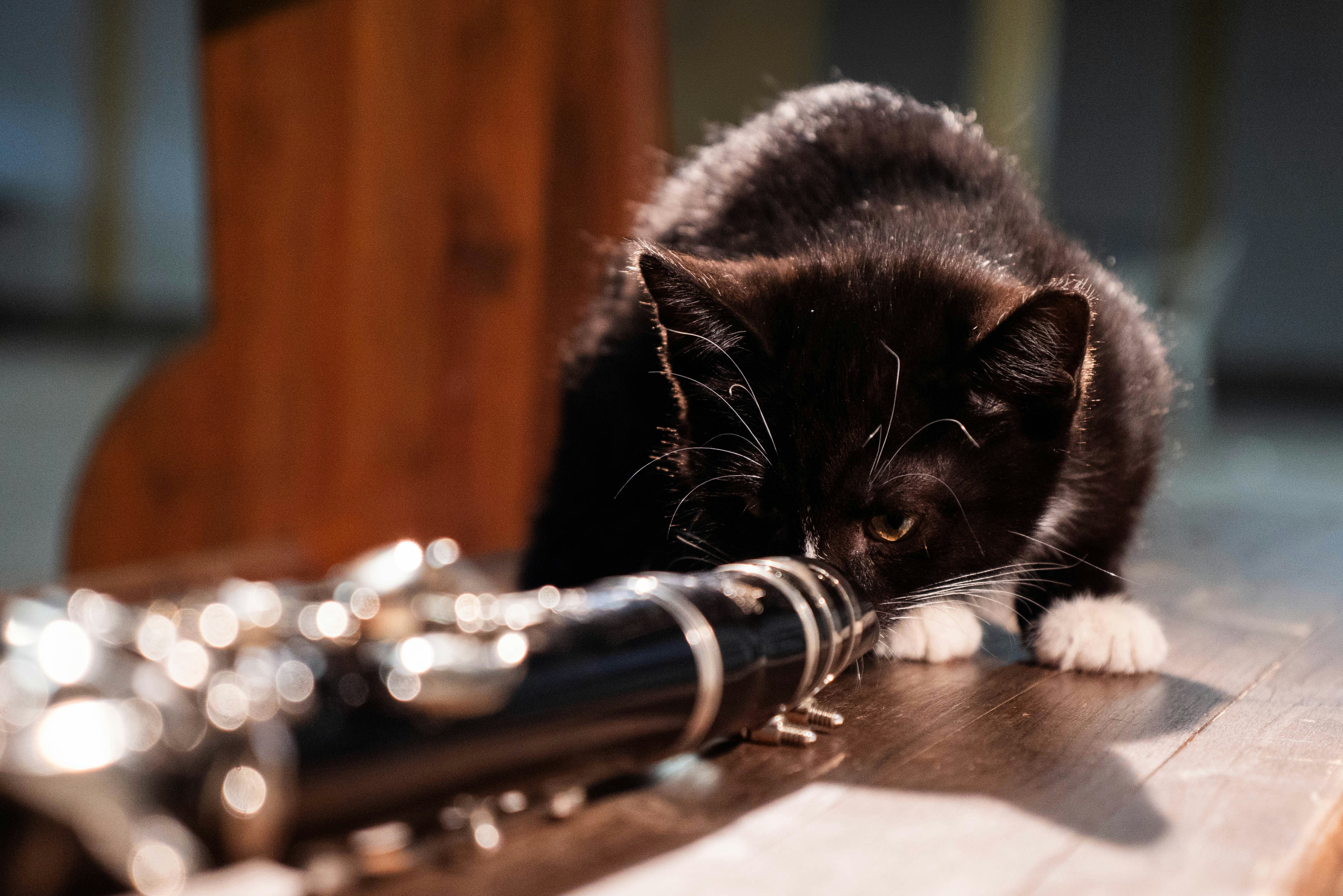 Eine schwarz-weiße Katze, die auf einem Holztisch liegt