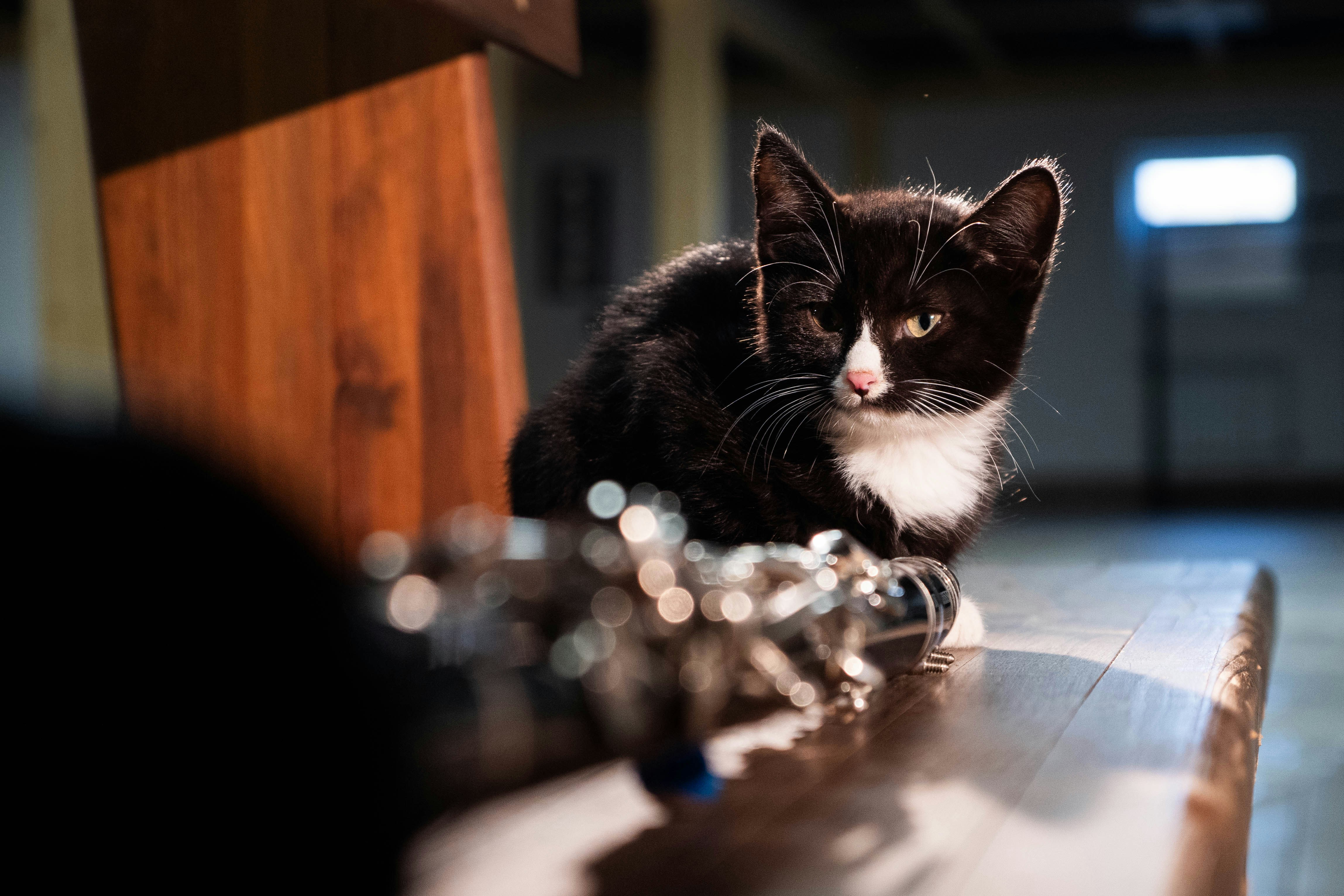 Eine schwarz-weiße Katze, die auf einem Holztisch sitzt