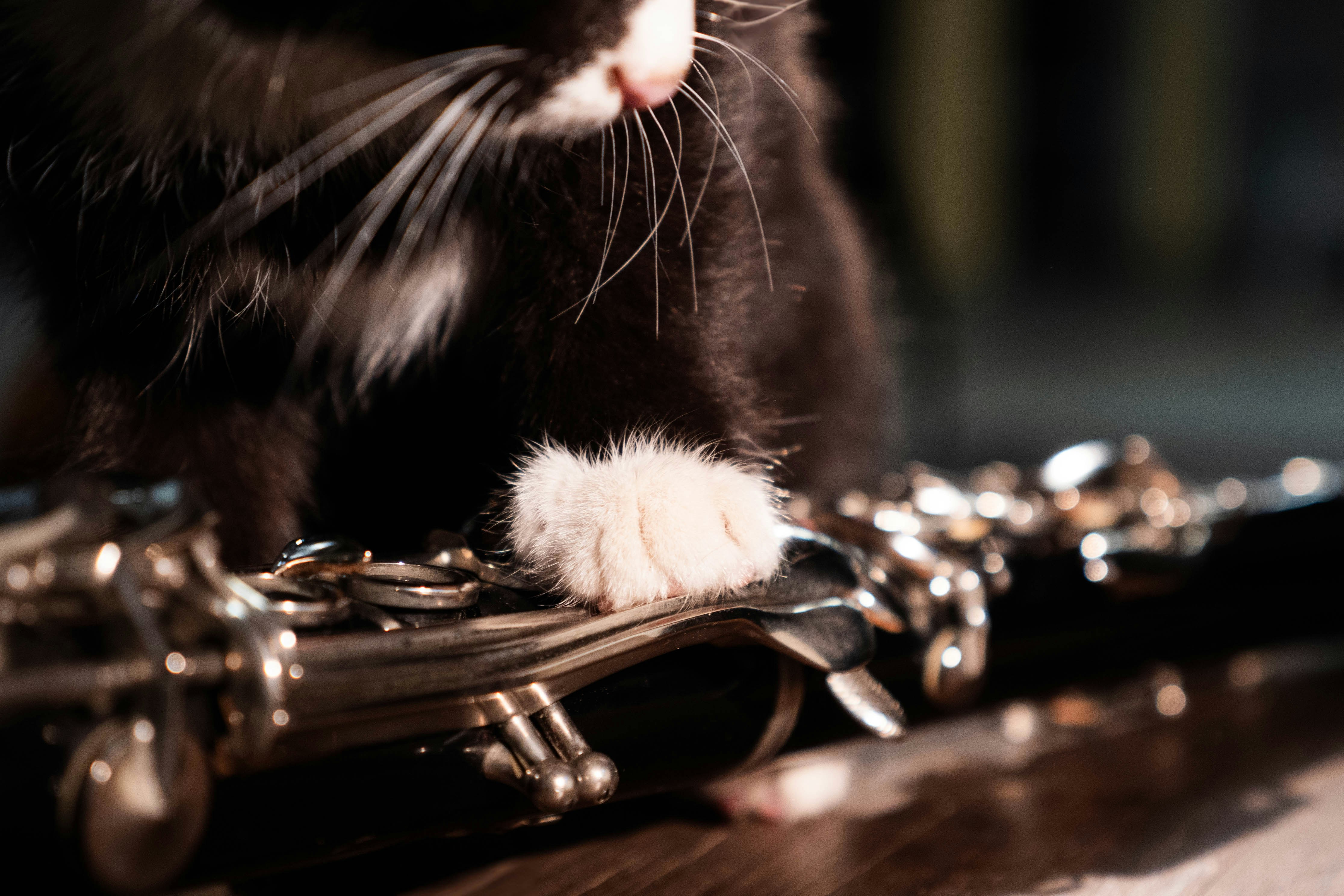 A kitten plays the flute