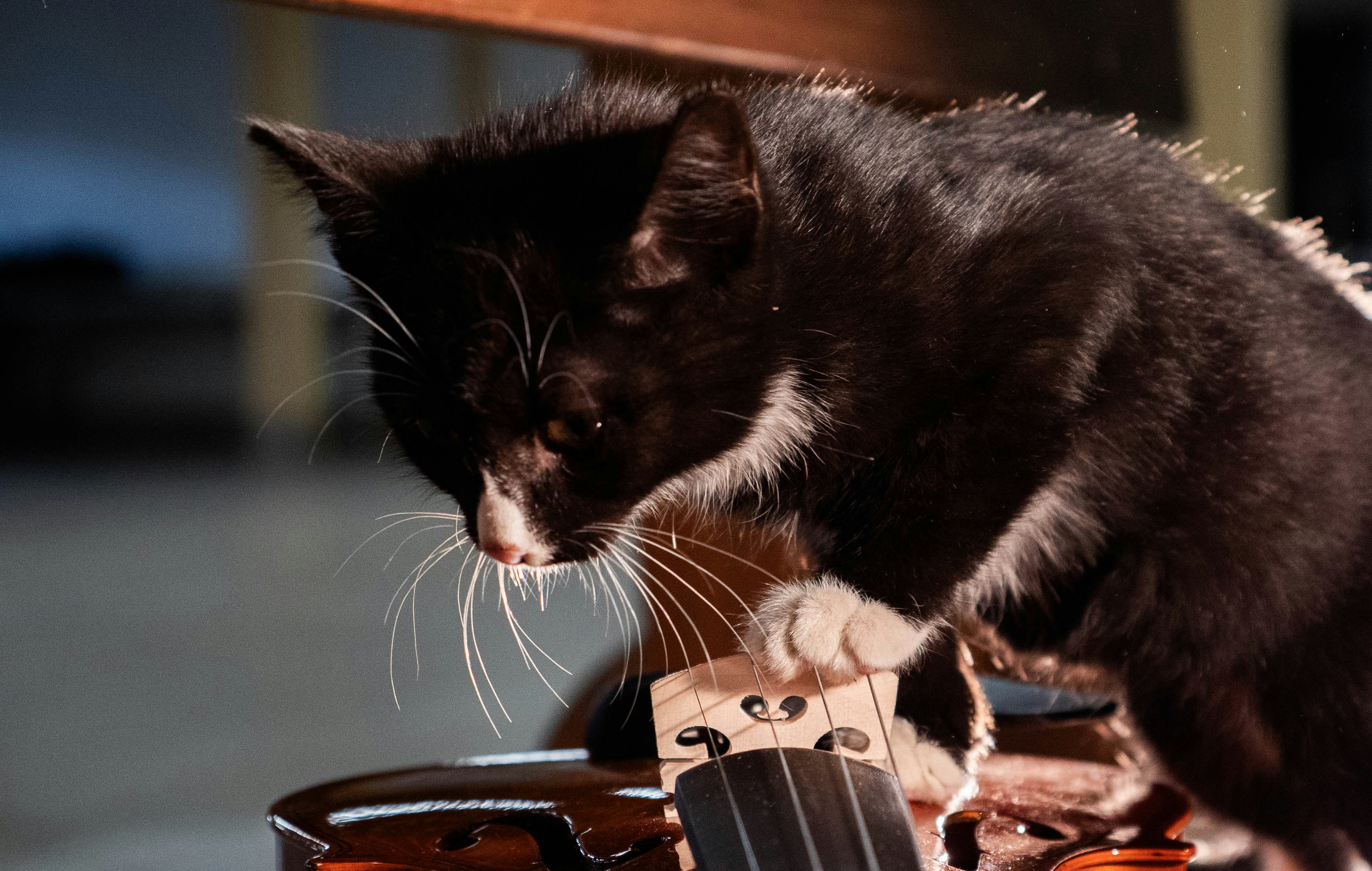 Eine schwarz-weiße Katze, die auf einem Motorrad steht