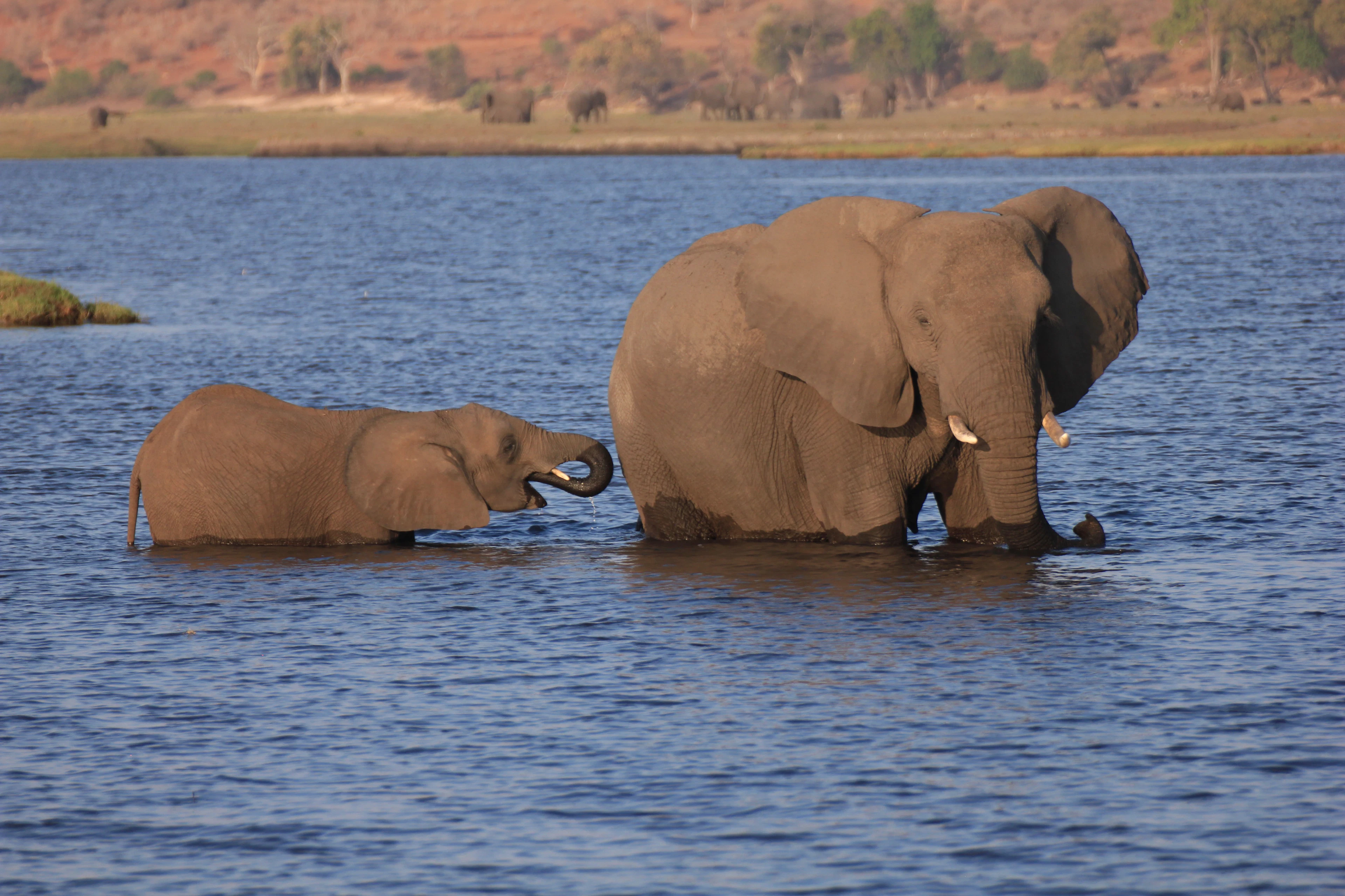 An elephant and her calf wading across the Chobe River, Botswana