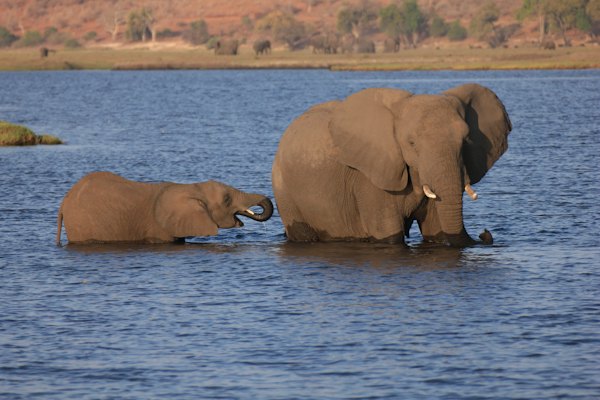 Elephants bathing in the river — Chobe, Botswana