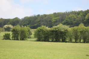 A large field with trees in the background
