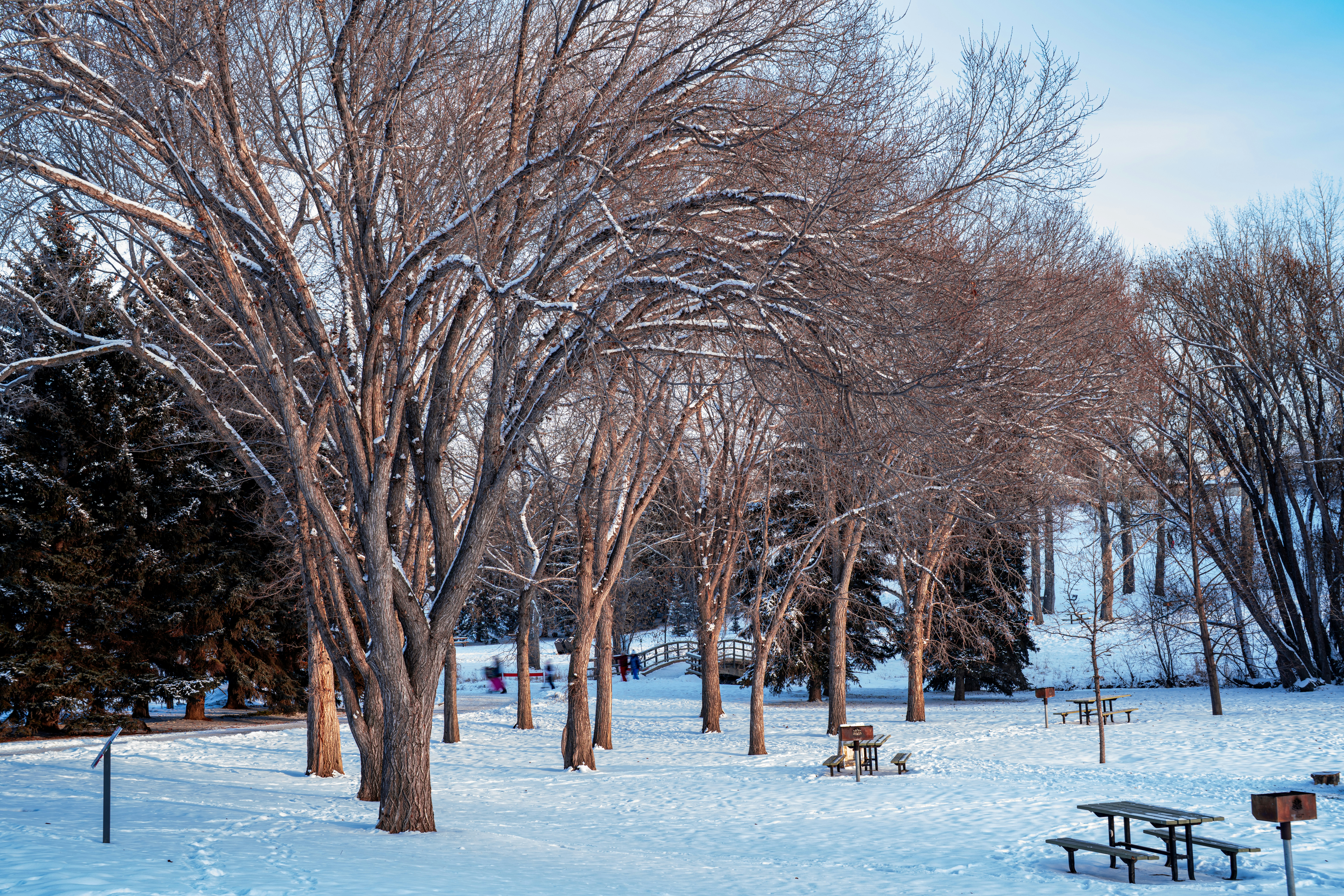 Ein schneebedeckter Park mit Bänken und Bäumen