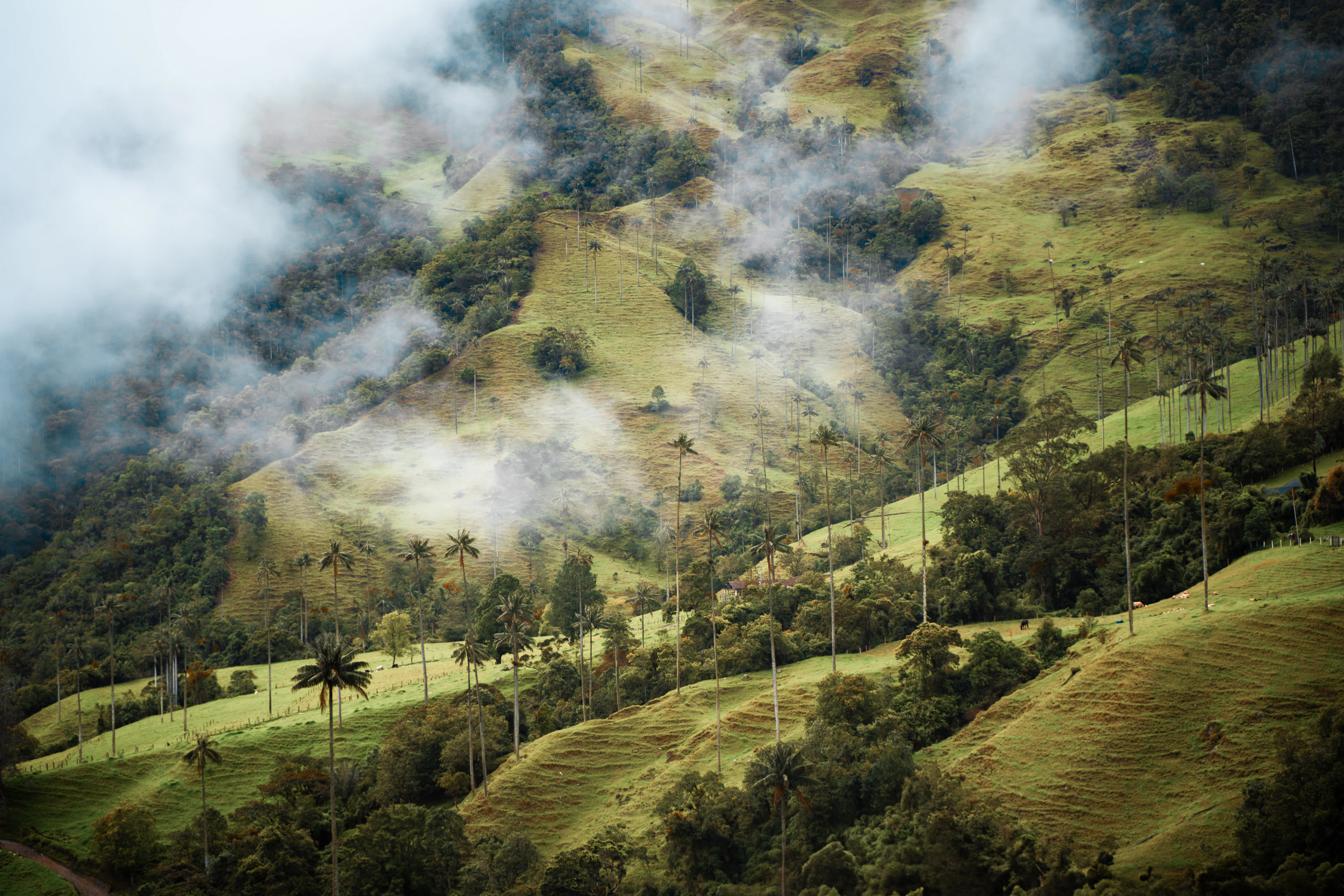 Mist drifting over green hills and tall wax palms in the Cocora Valley near Salento, Colombia